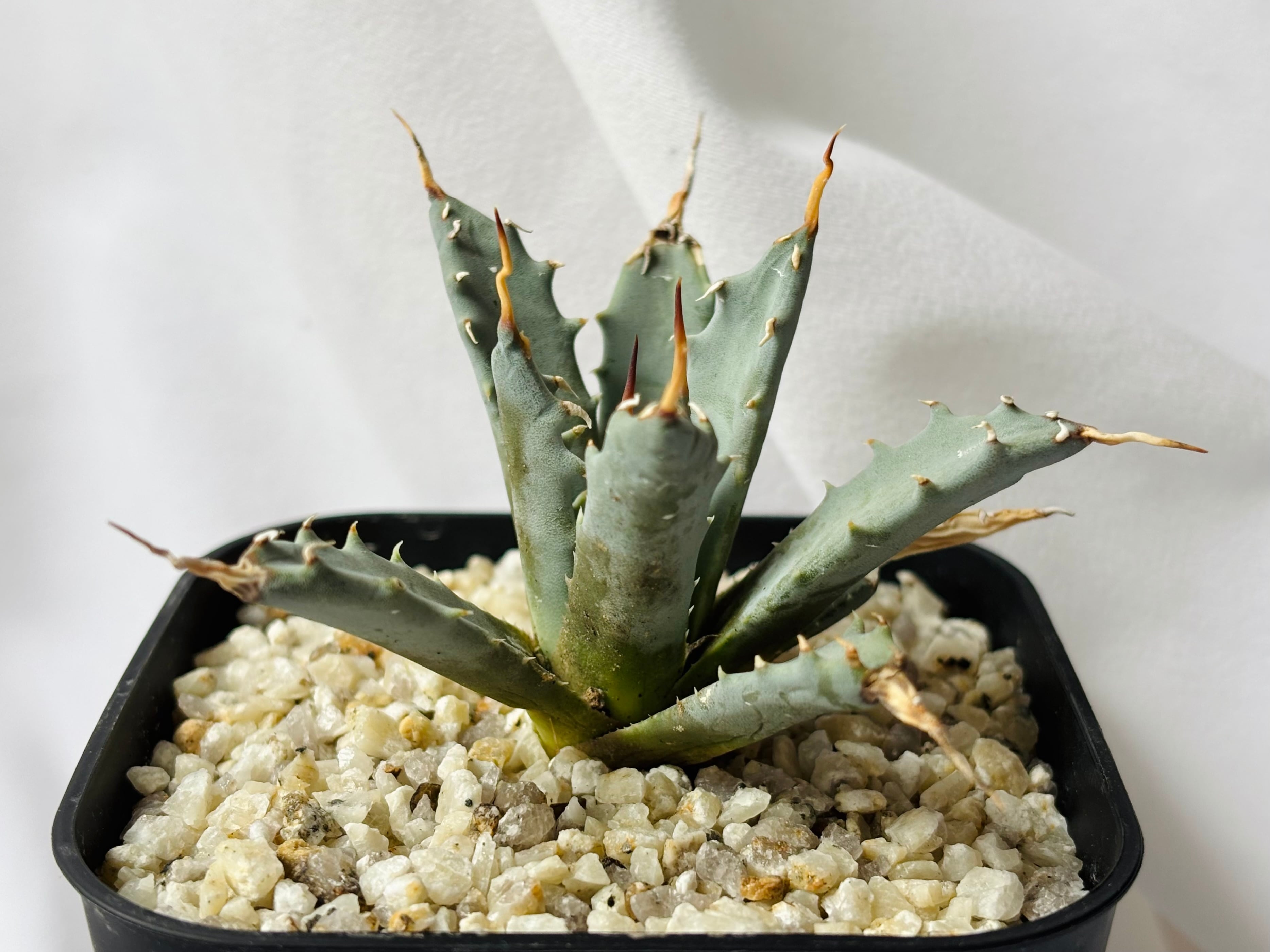 Agave utahensis eborispina アガベ エボリスピナ 多肉植物