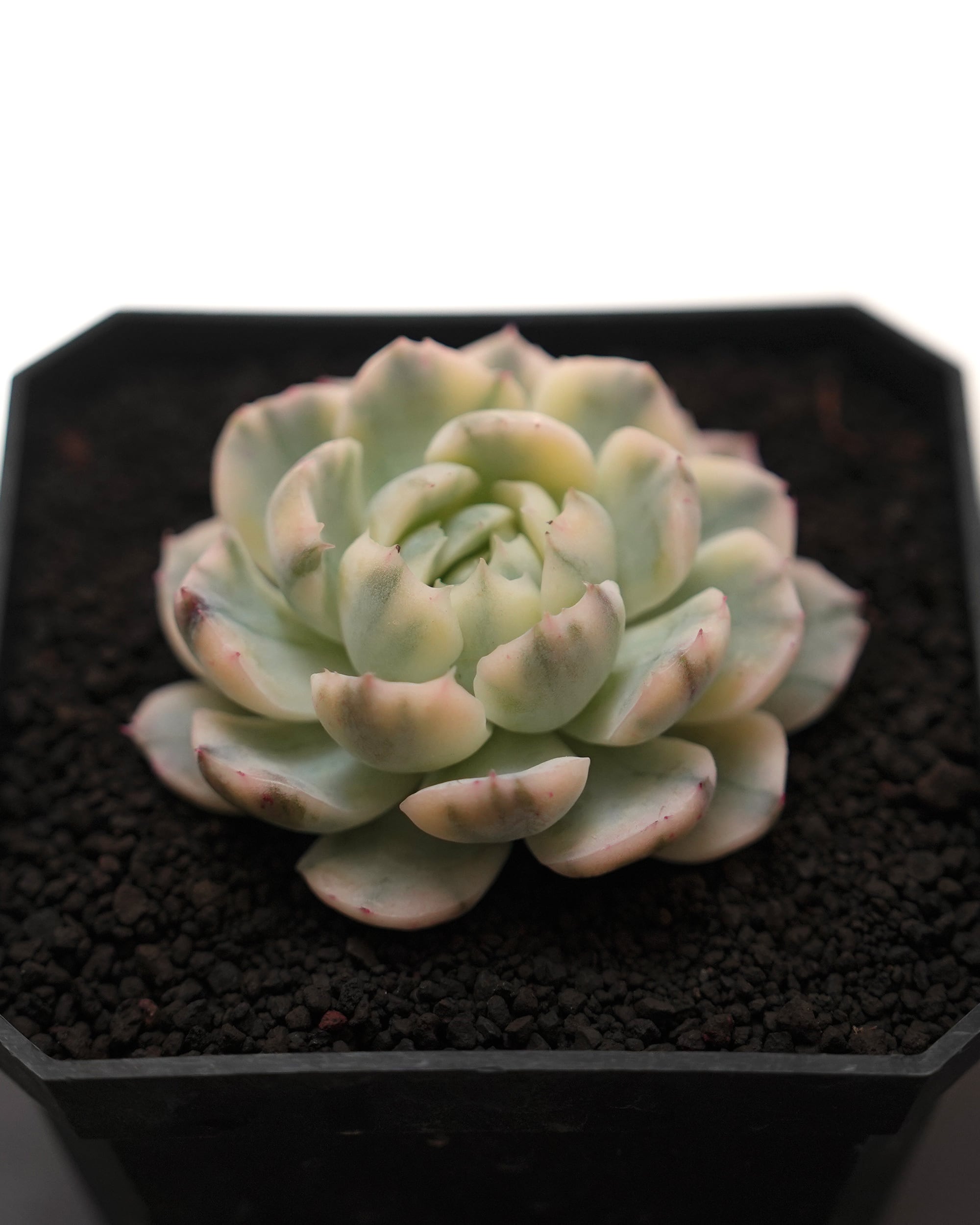 NEW RELEASE | PUKUBOOK SUCCULENTS