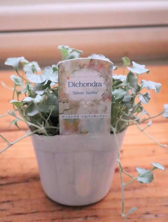 季節を楽しむ♪　カラーリーフ　４種セット　ディコンドラ『エメラルドフォール』＆ディコンドラ『シルバーサーファー』＆斑入りアロマティカス＆ピレア　『エレン』　３号ポット