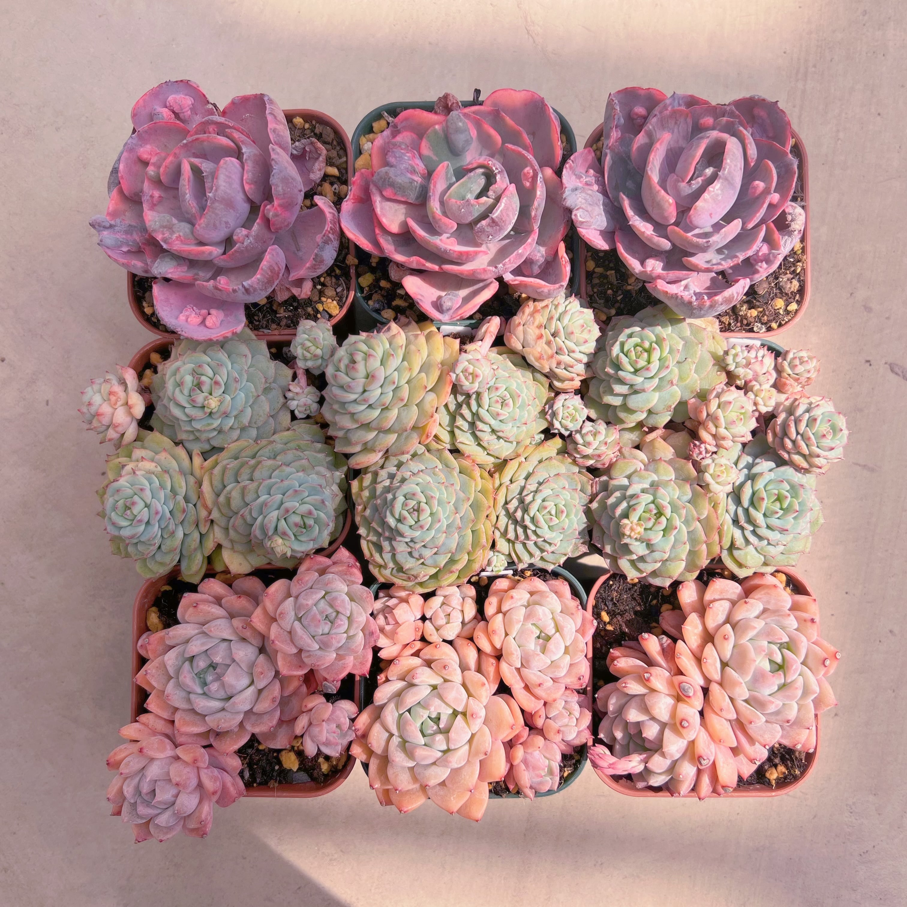 BASE販売会セットA