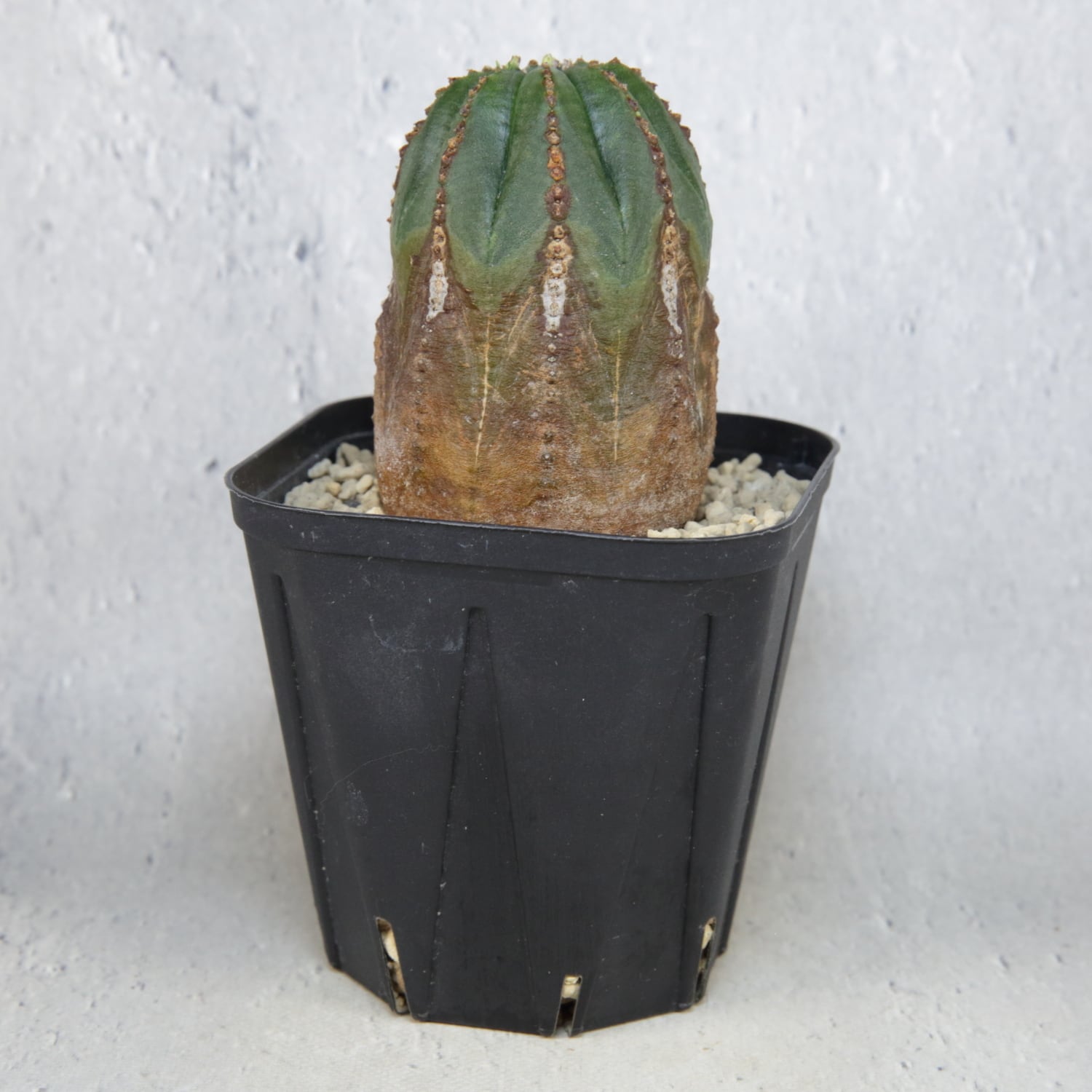 美模様 木質化 オベサ / ユーフォルビア | LIGHTHOUSE.PLANTS - 海外