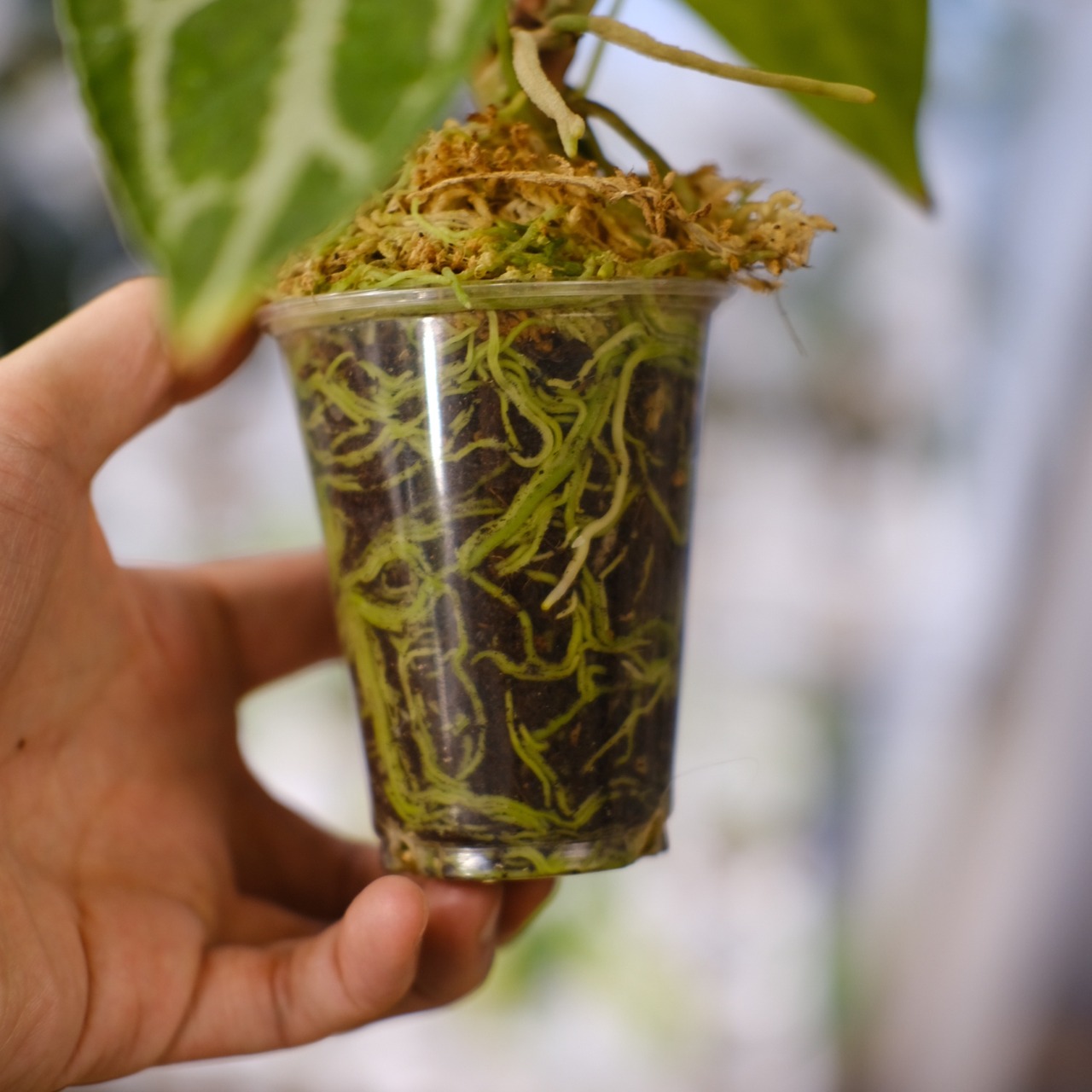 アンスリウム クリスタリナム × マグニフィカム⑥ / Anthurium