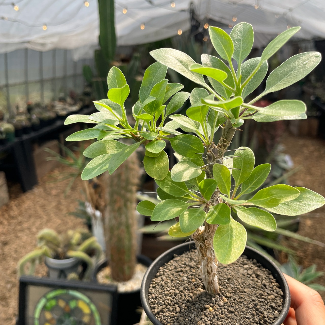 Fouquieria diguetii 【フォークイエリア・ディグエッティ・実生】