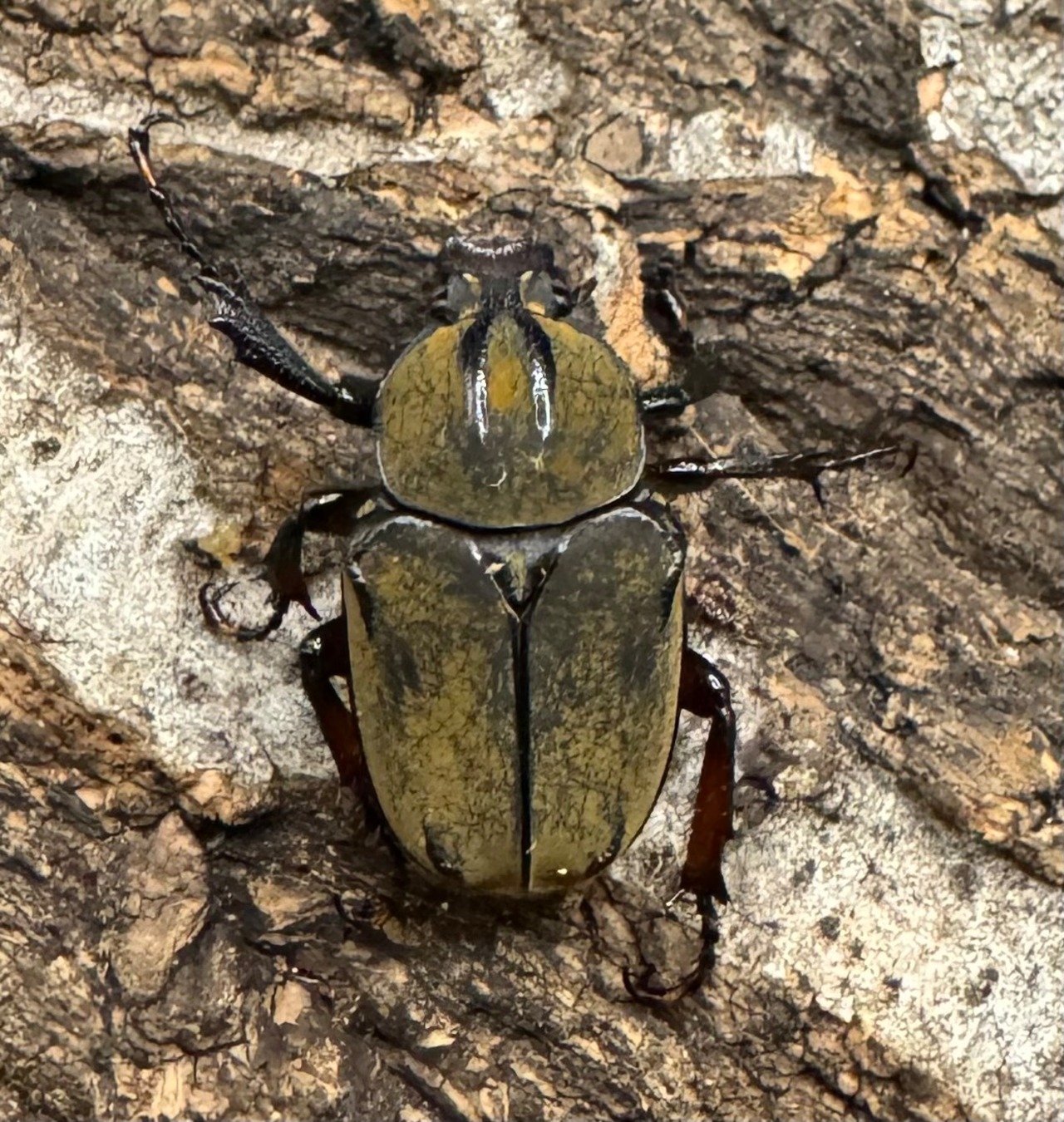 【WD】ワリックツノハナムグリ亜種bowringi ペア