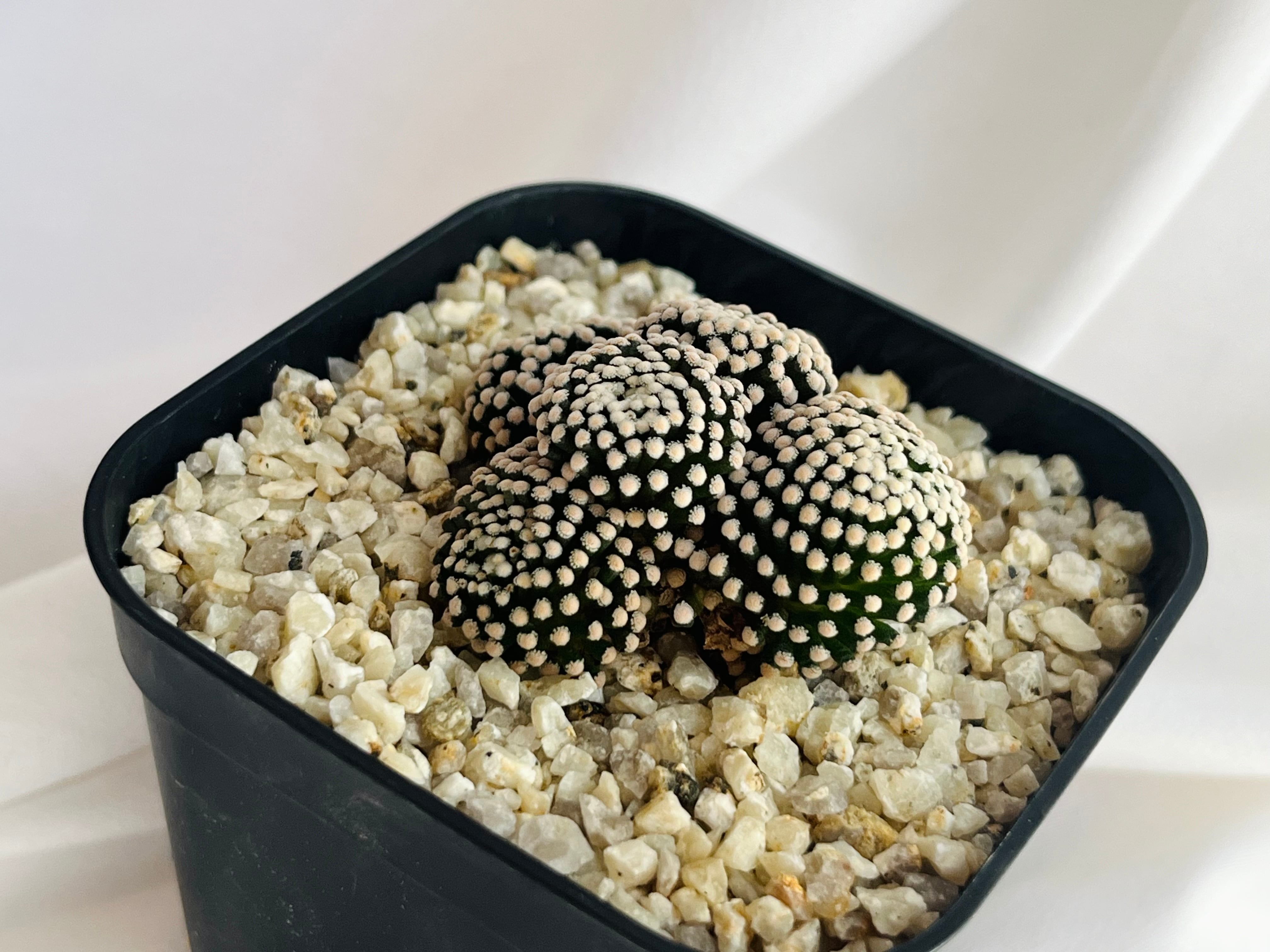 くろねこ サボテン　マミラリア ルエッティ Mammillaria luethyi マミラリア ルエッティ サボテン | plants MARU