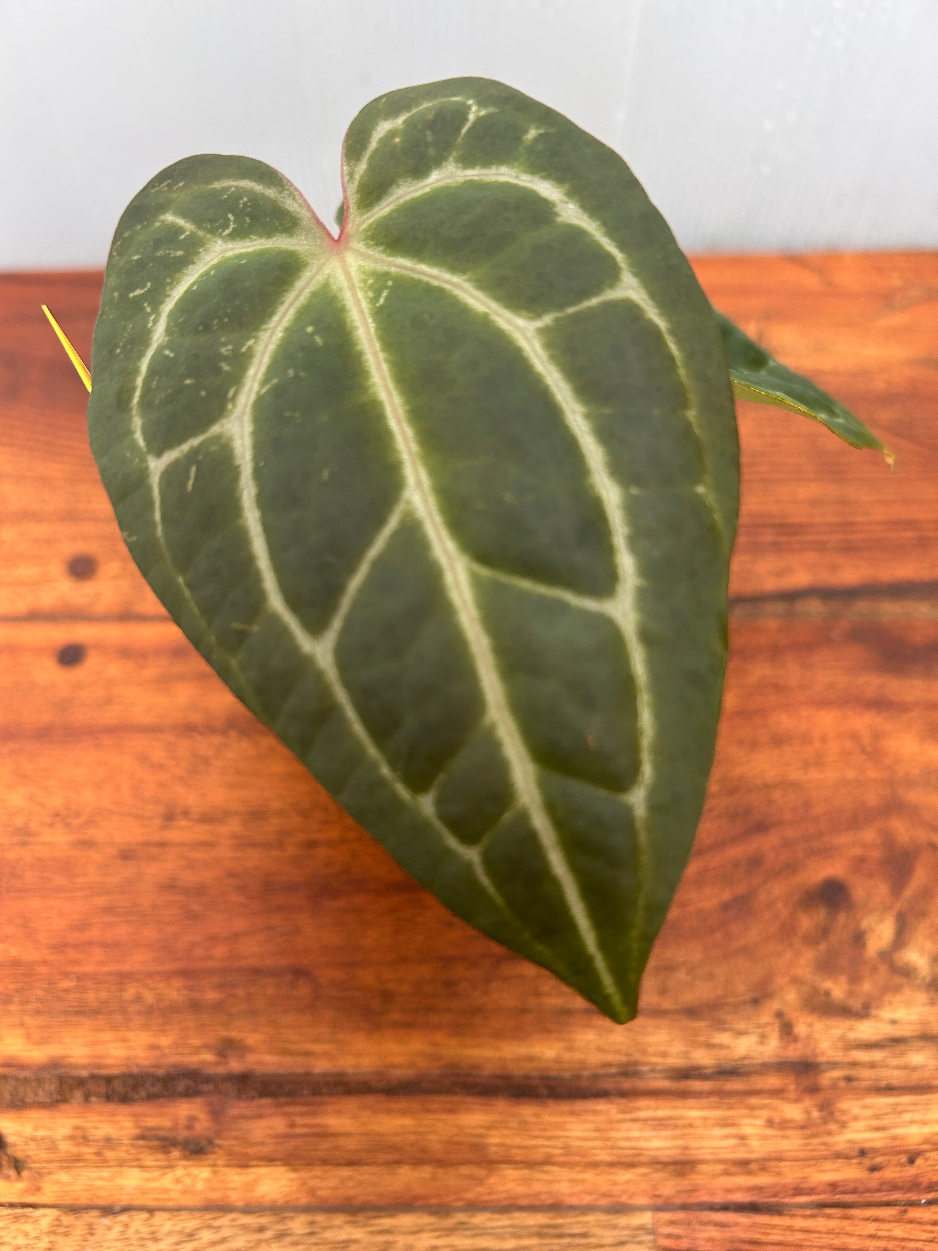 Anthurium | BALI-AN 園芸