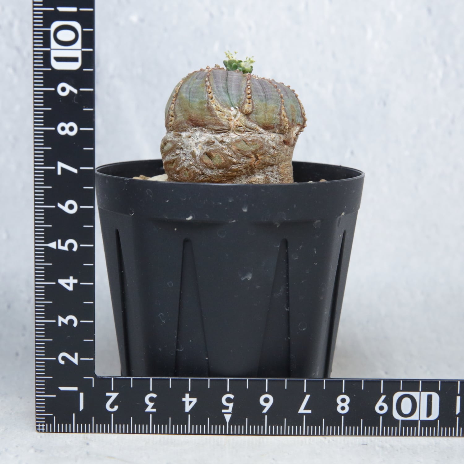 オス株【厳選株】異型 マイクロ 捻じれ ラギット オベサ