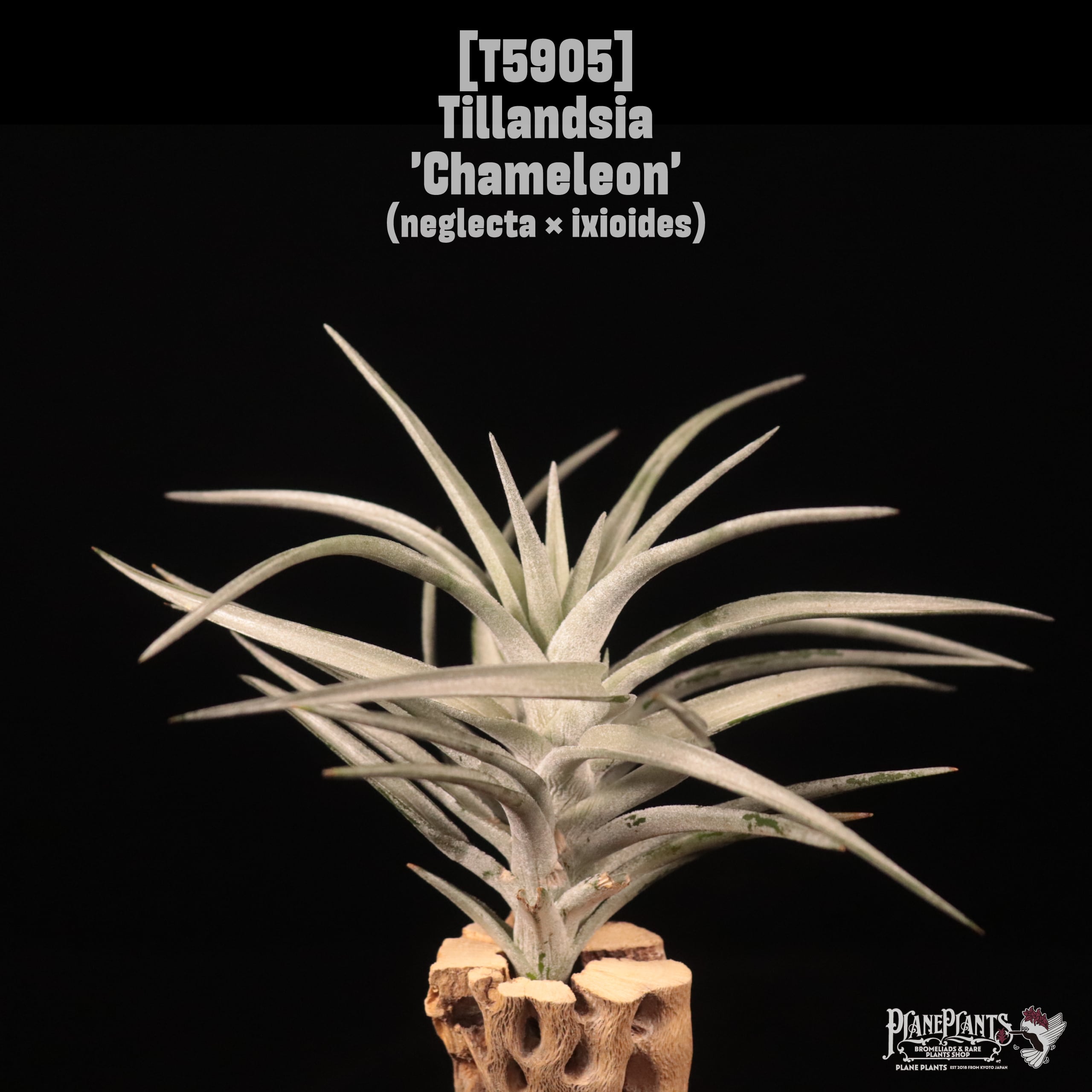 Tillandsia 'Chameleon'〔エアプランツ〕T5905
