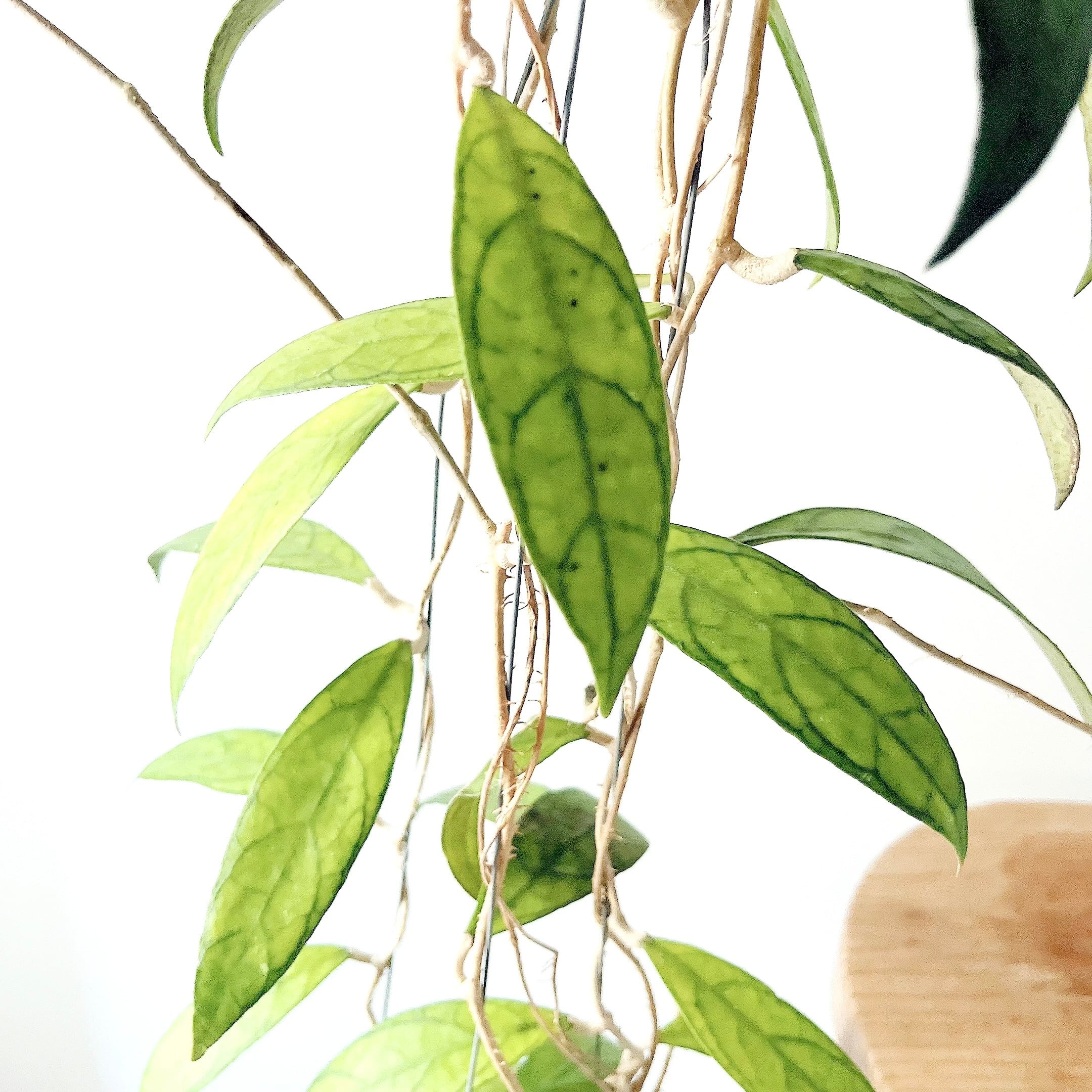 Hoya finlaysonii（ホヤ・フィンレイソニー）観葉植物 calm cafe