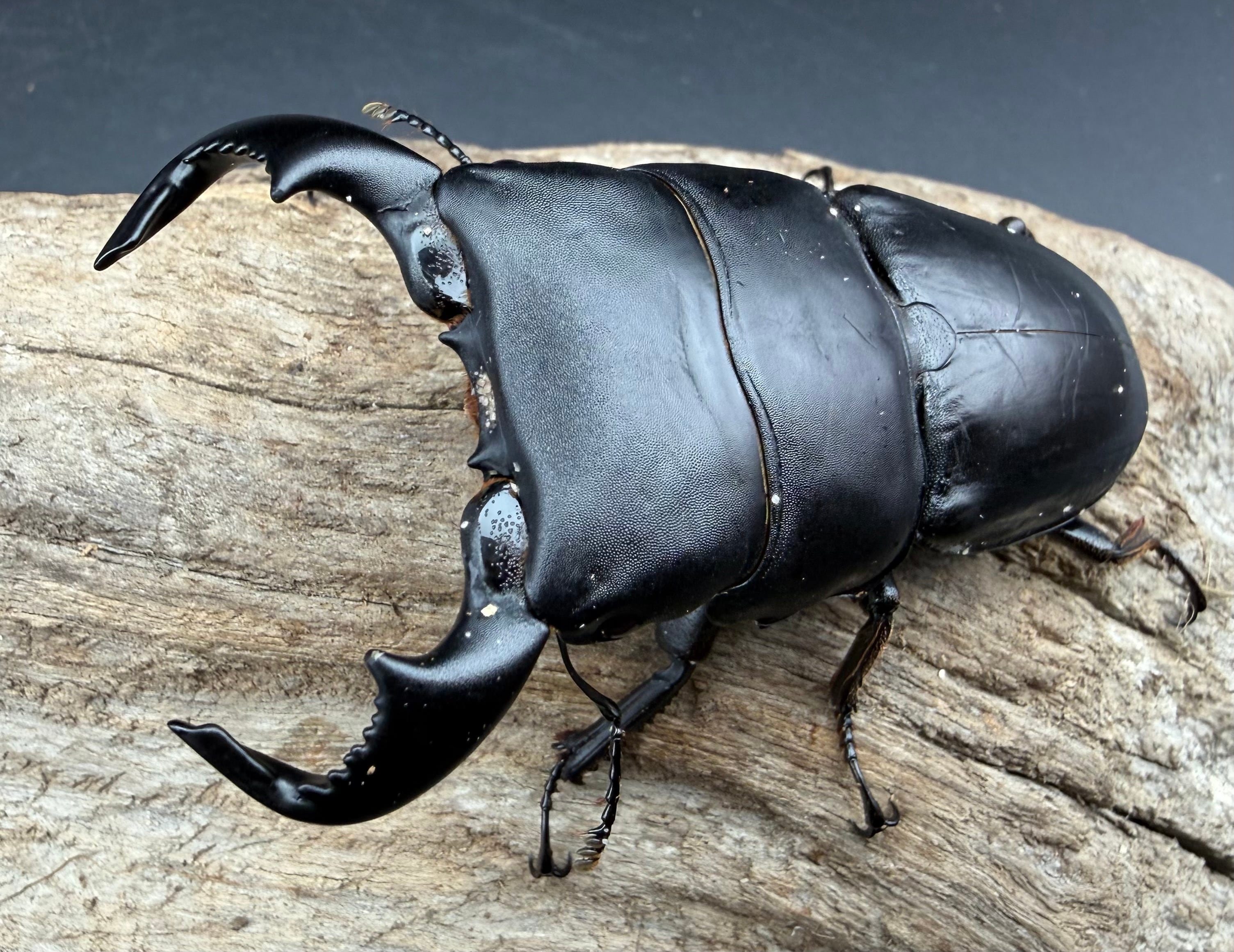 WD】《ダイオウヒラタ アルゴプーロ産 80mm ペア》 | KPW公式