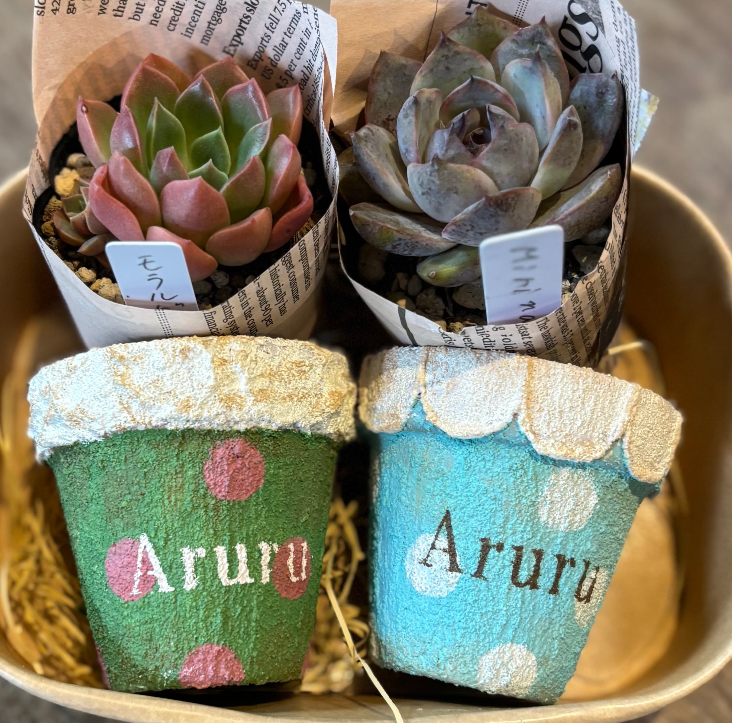 しじみ蝶錦 多肉植物 | aruru