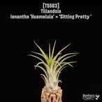【送料無料】ionantha 'Huamelula' × 'Sitting Pretty'〔エアプランツ〕現品発送T5563