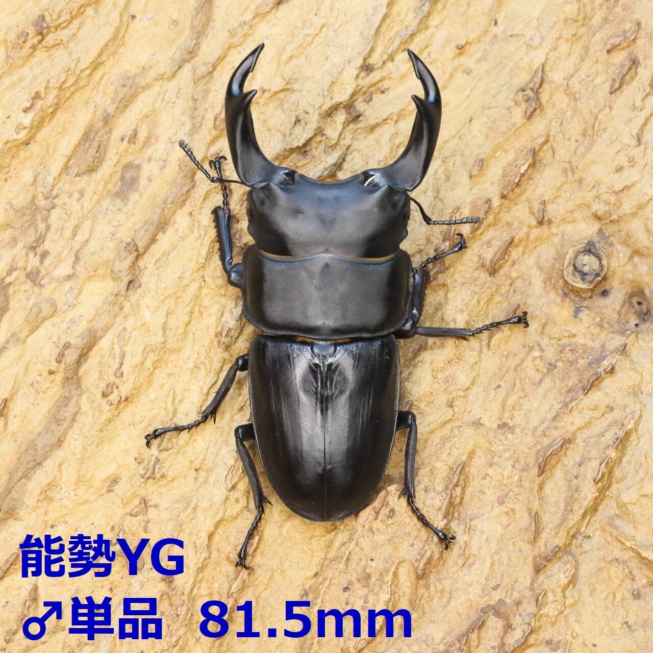 ROCKET SHOP【オオクワガタ販売】