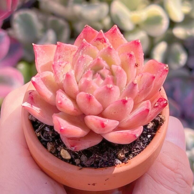 多肉植物 ルビンxヒアリナ 新入荷 るる農園 | るる農園~多肉植物専門