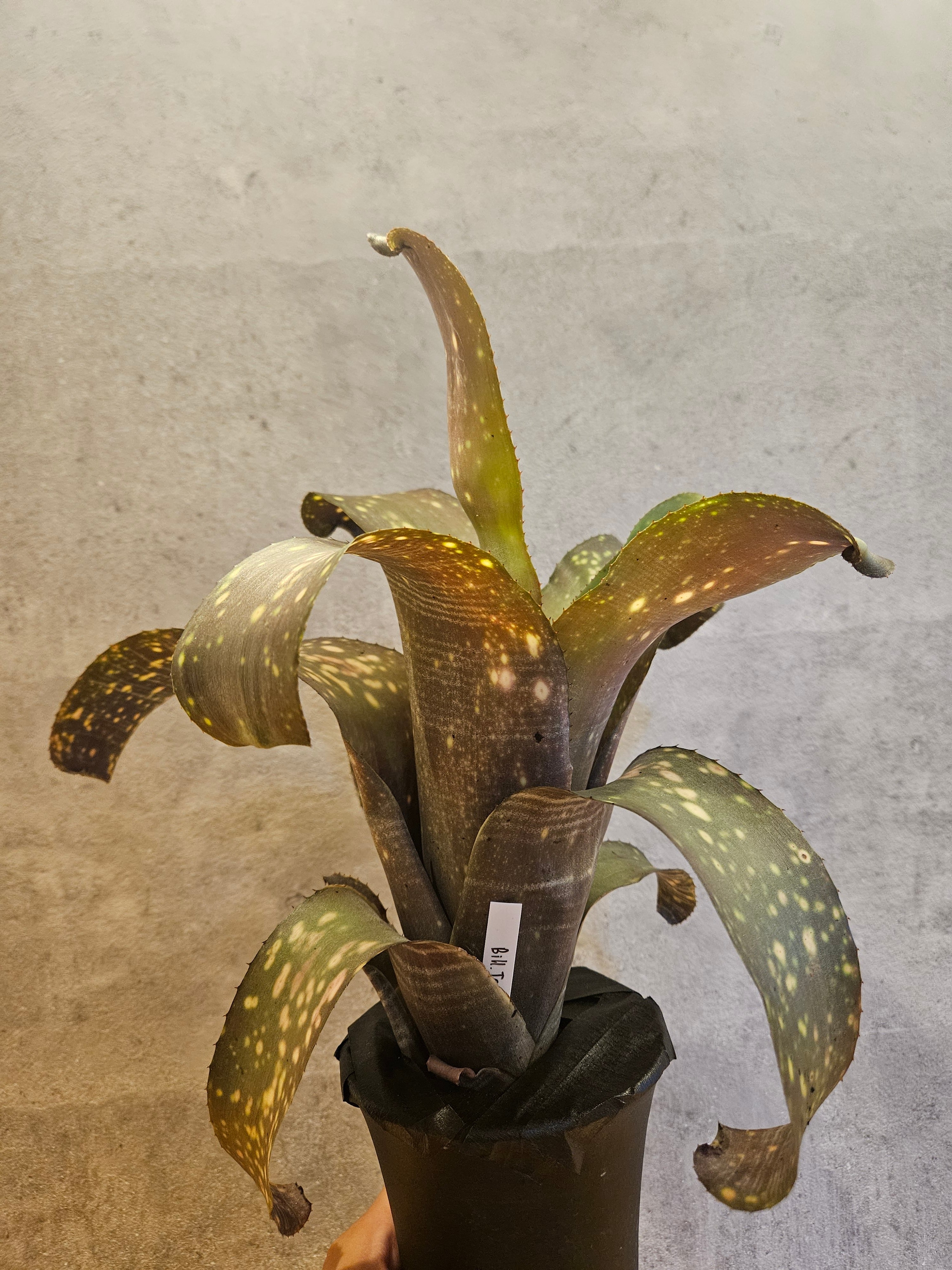 ビルベルギア | artPLANTs （アートプランツ）
