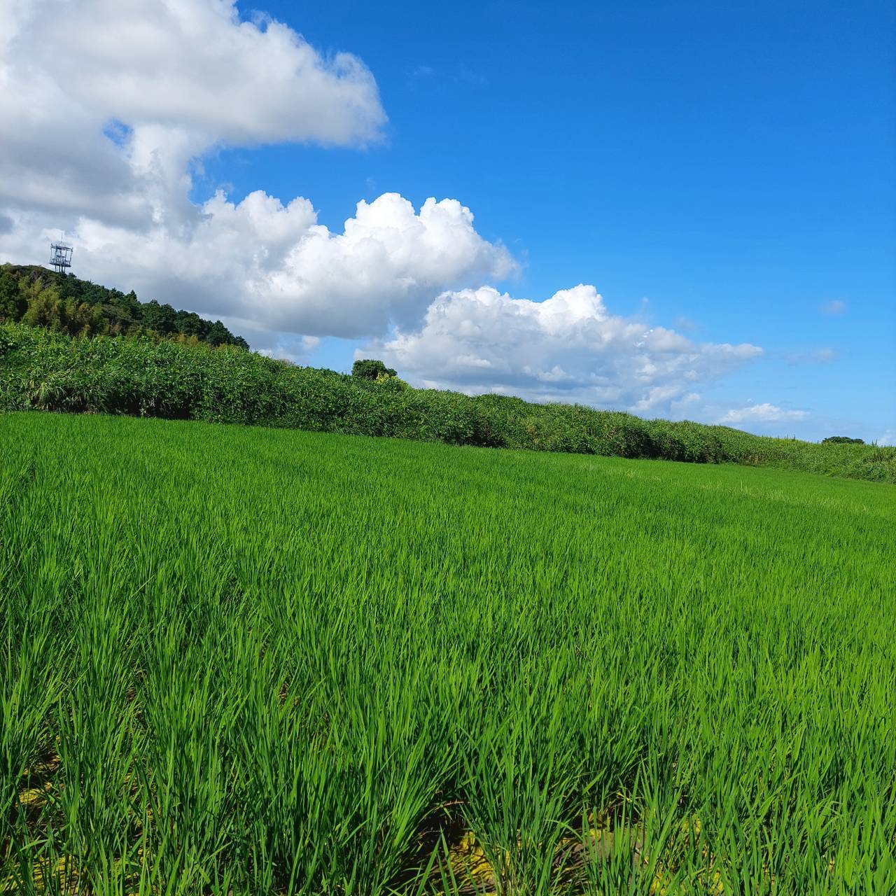 あいちのかおり米粉