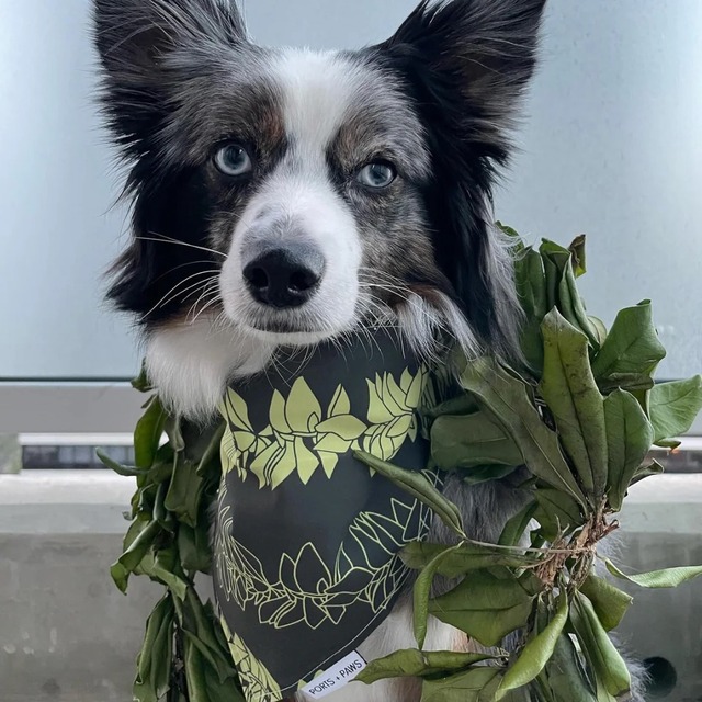 QUICK DRY バンダナ / PORTS + PAWS ハワイ 犬 マイレ