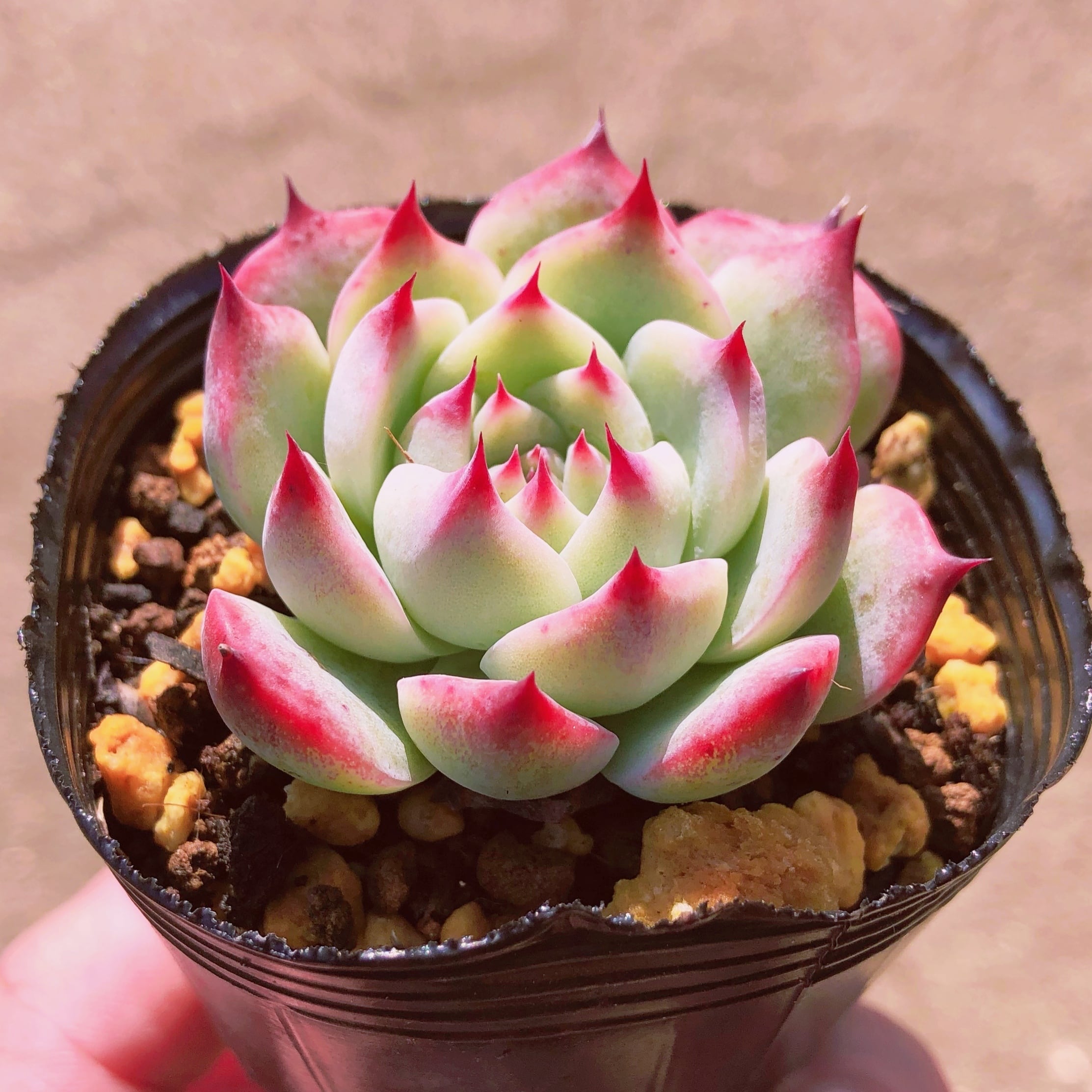 多肉植物 チワワエンシス | るる農園~多肉植物専門