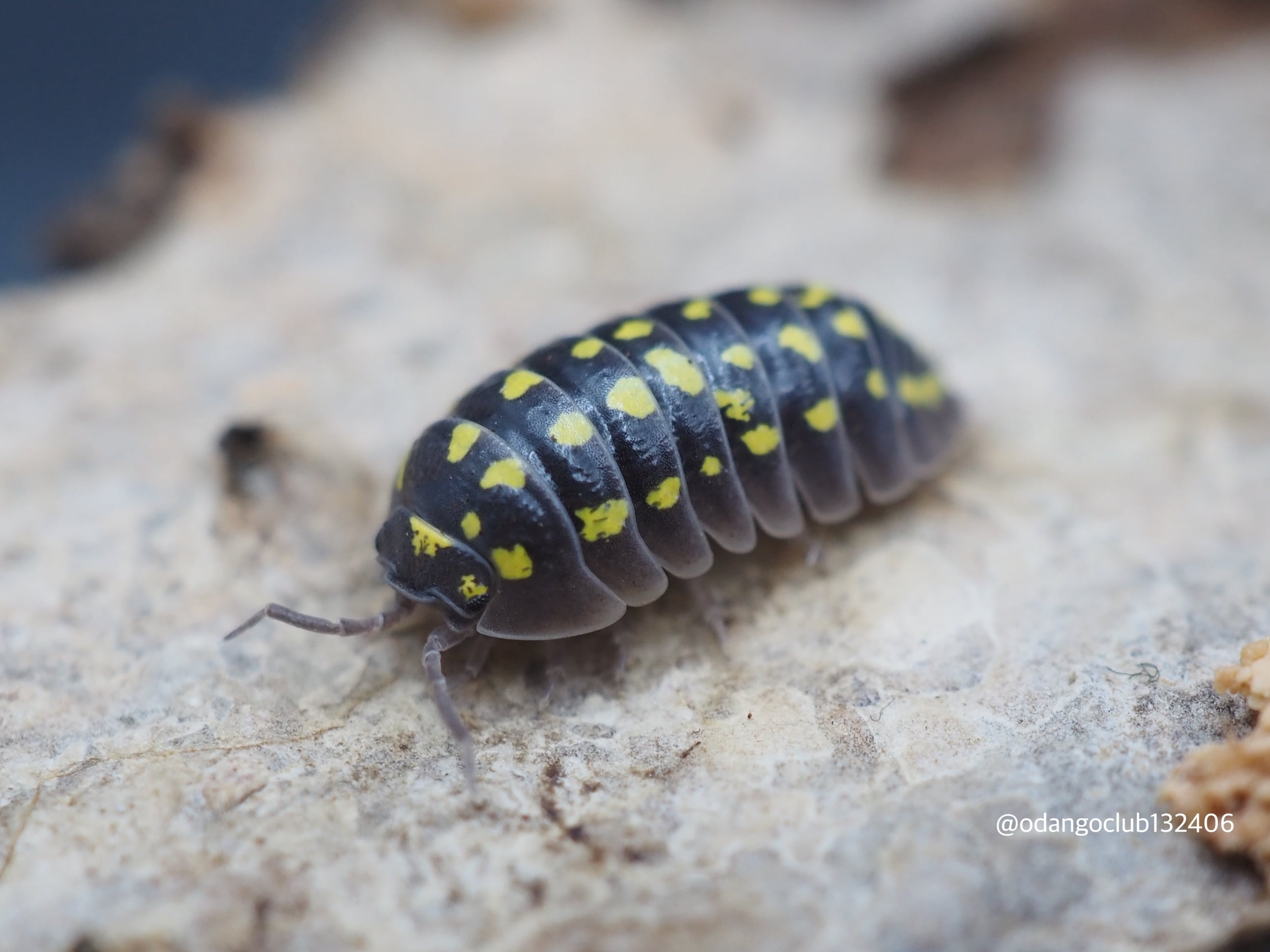 オカダンゴムシ　FVVO42 オカダンゴムシ (Armadillidium vulgare) - Picture Insect