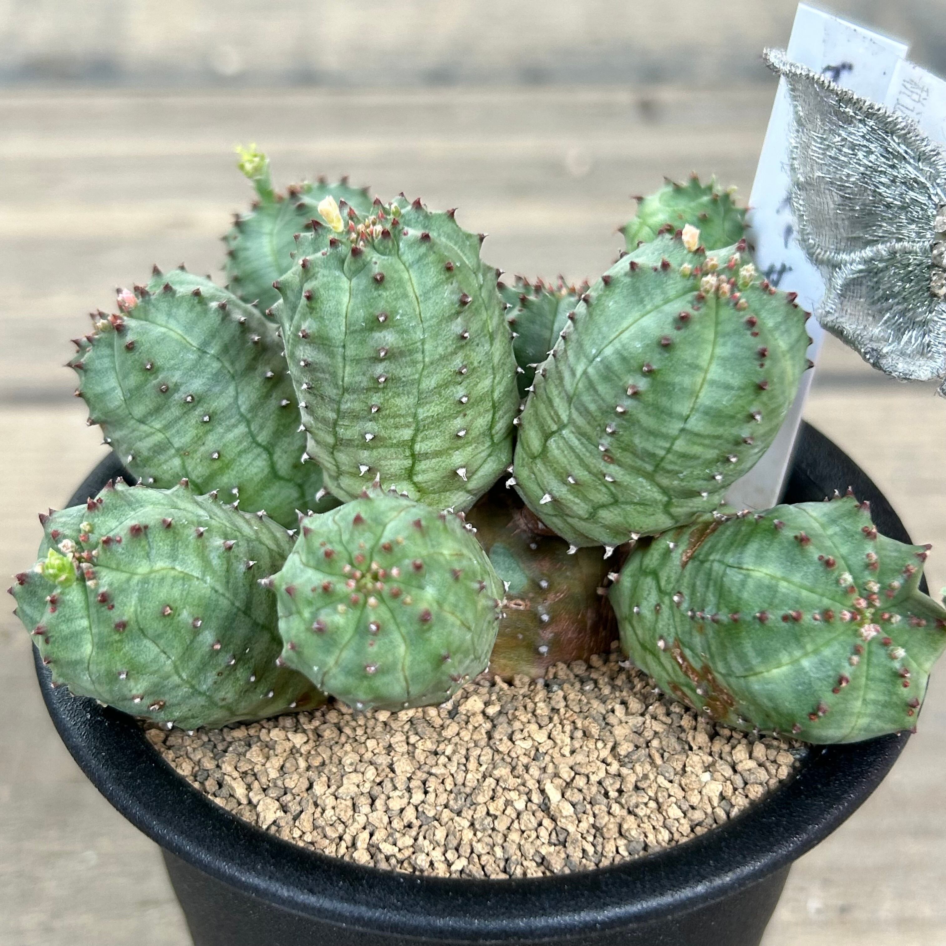 ユーフォルビア グロボーサ | RuPo 多肉植物専門店