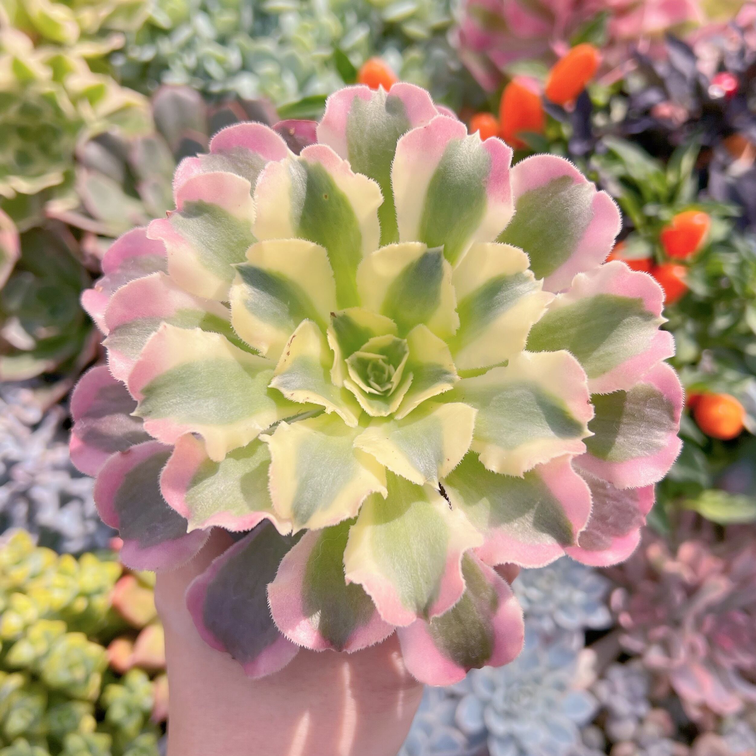 現物　白鳳#723   るる農園