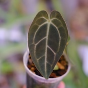 Anthurium carlablackiae × Anthurium Red Crystallinum NSE|アンスリウム|観葉植物