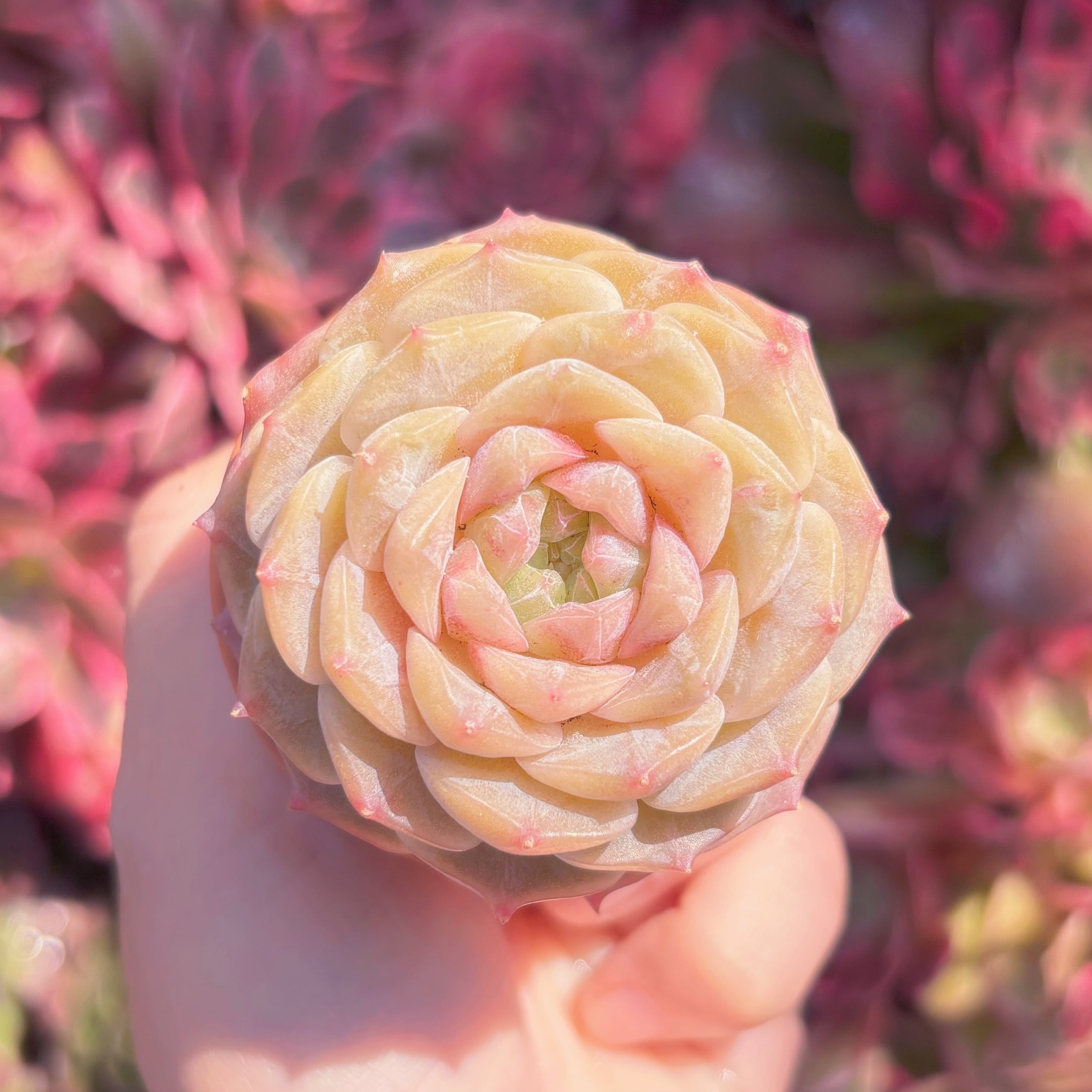 多肉植物　新品種　 ジニージェリー　新入荷　るる農園