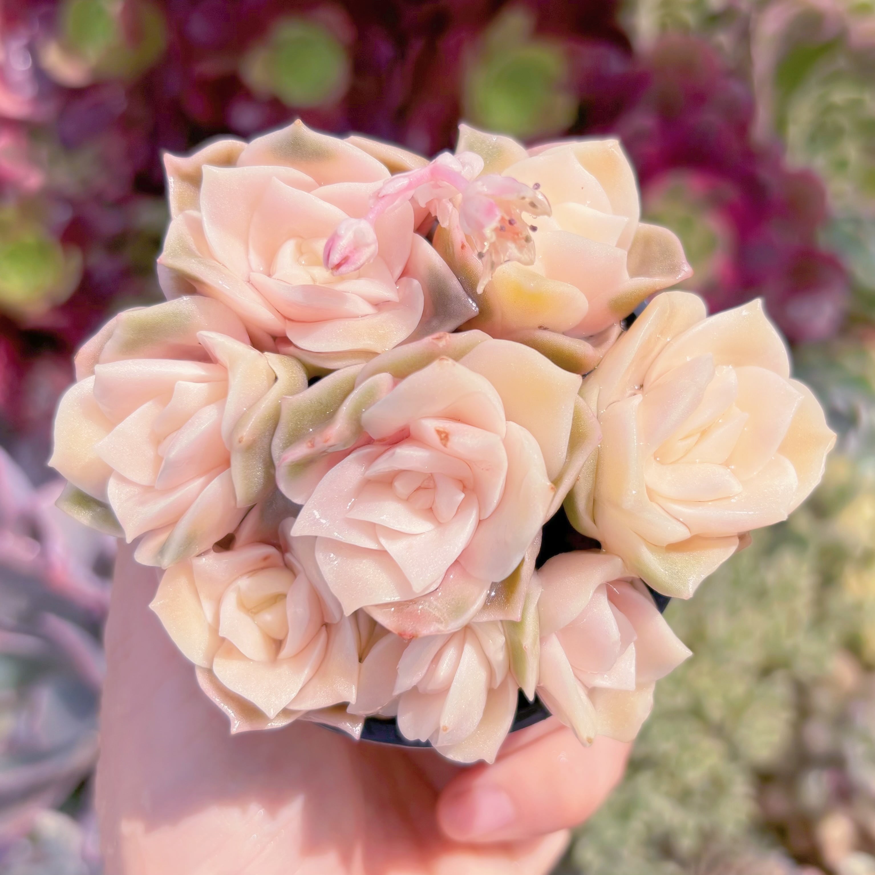 現品　ラブリーローズ錦#E07　るる農園