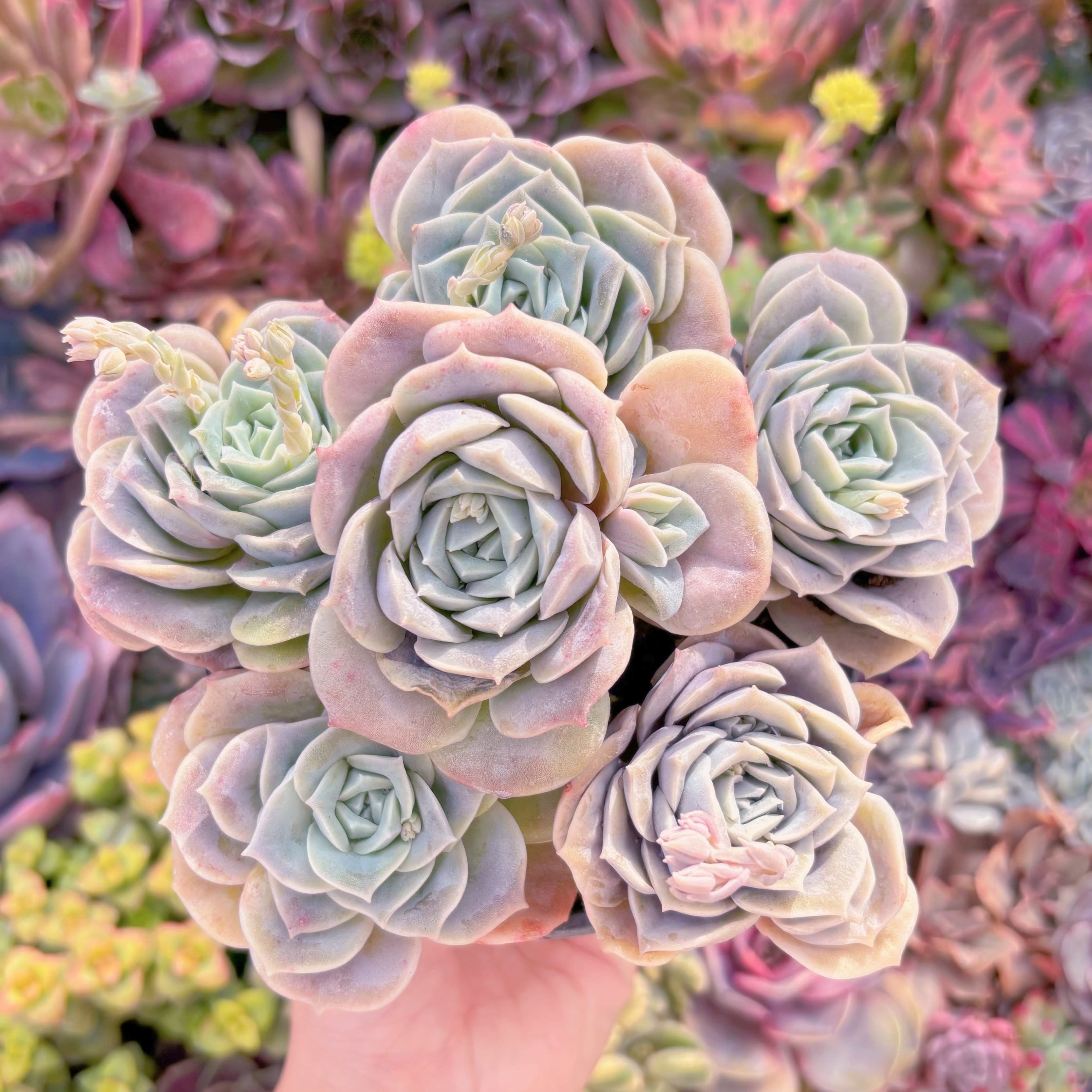 現品　ラブリーローズ#M235　るる農園