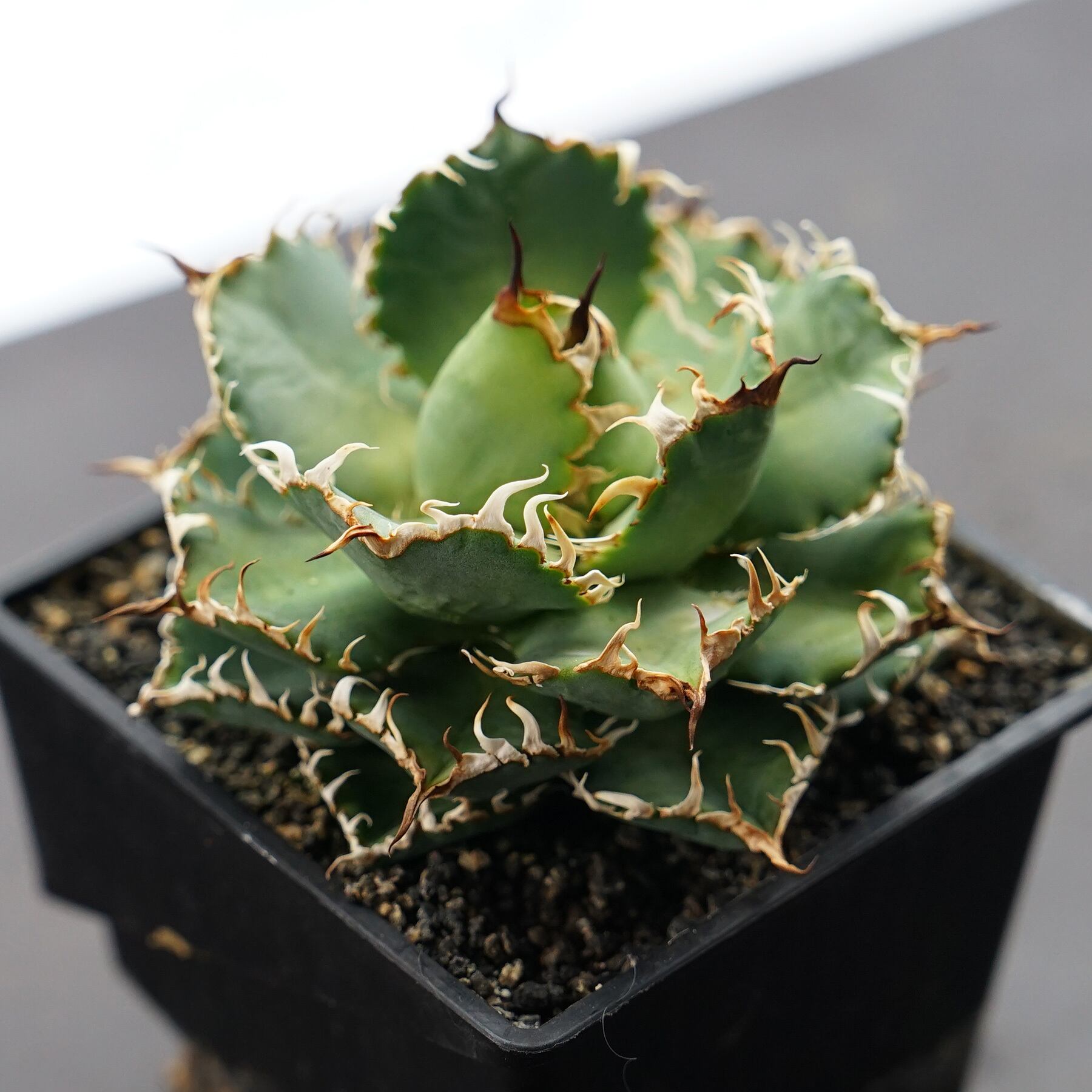 agave titanota filigree フィリグリー コレクション株 titanota