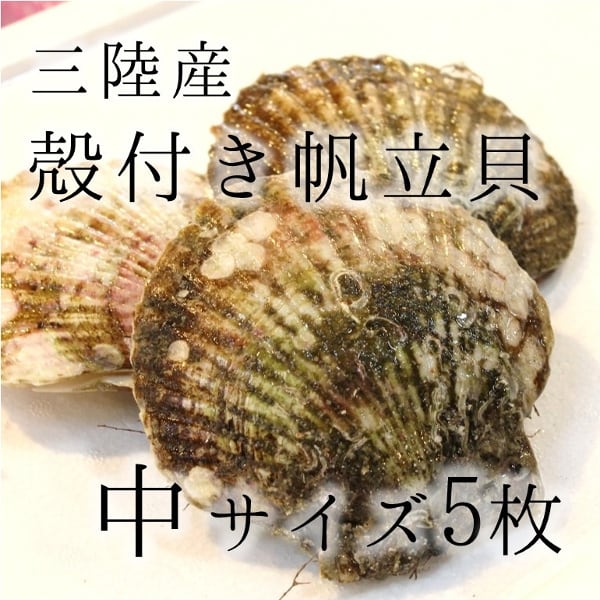 冷蔵　宮城　中サイズ　北海道産　計5枚(約750g)　ほたて　BBQ　帆立　他　活ホタテ　豊洲直送の高級海産物をお届け　殻付きホタテ　豊洲直送　約150g/枚　海鮮　バーベキュー　okawari　三陸産　【カラホ１５０ｇｘ５枚】