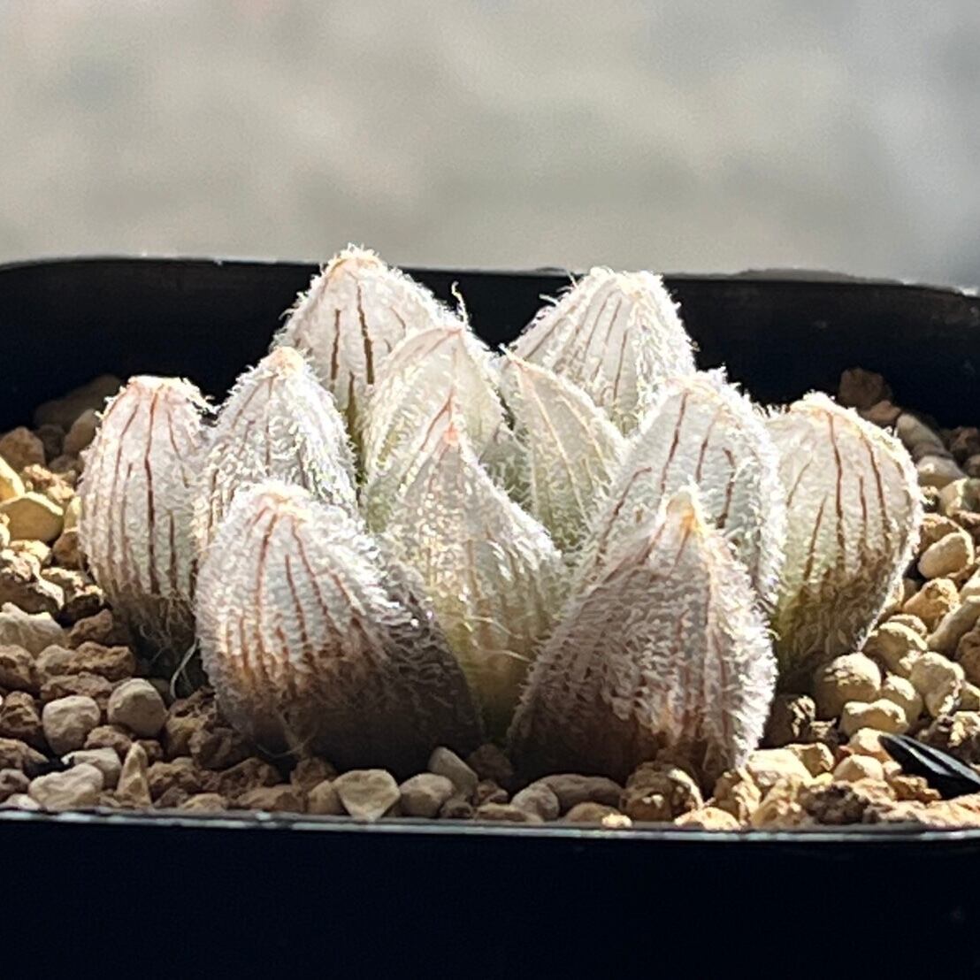 ハオルチア スターズフェアリー | mocono_plants