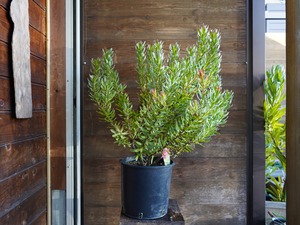 【現物】ミメテス　”クラッカージャックレッド”