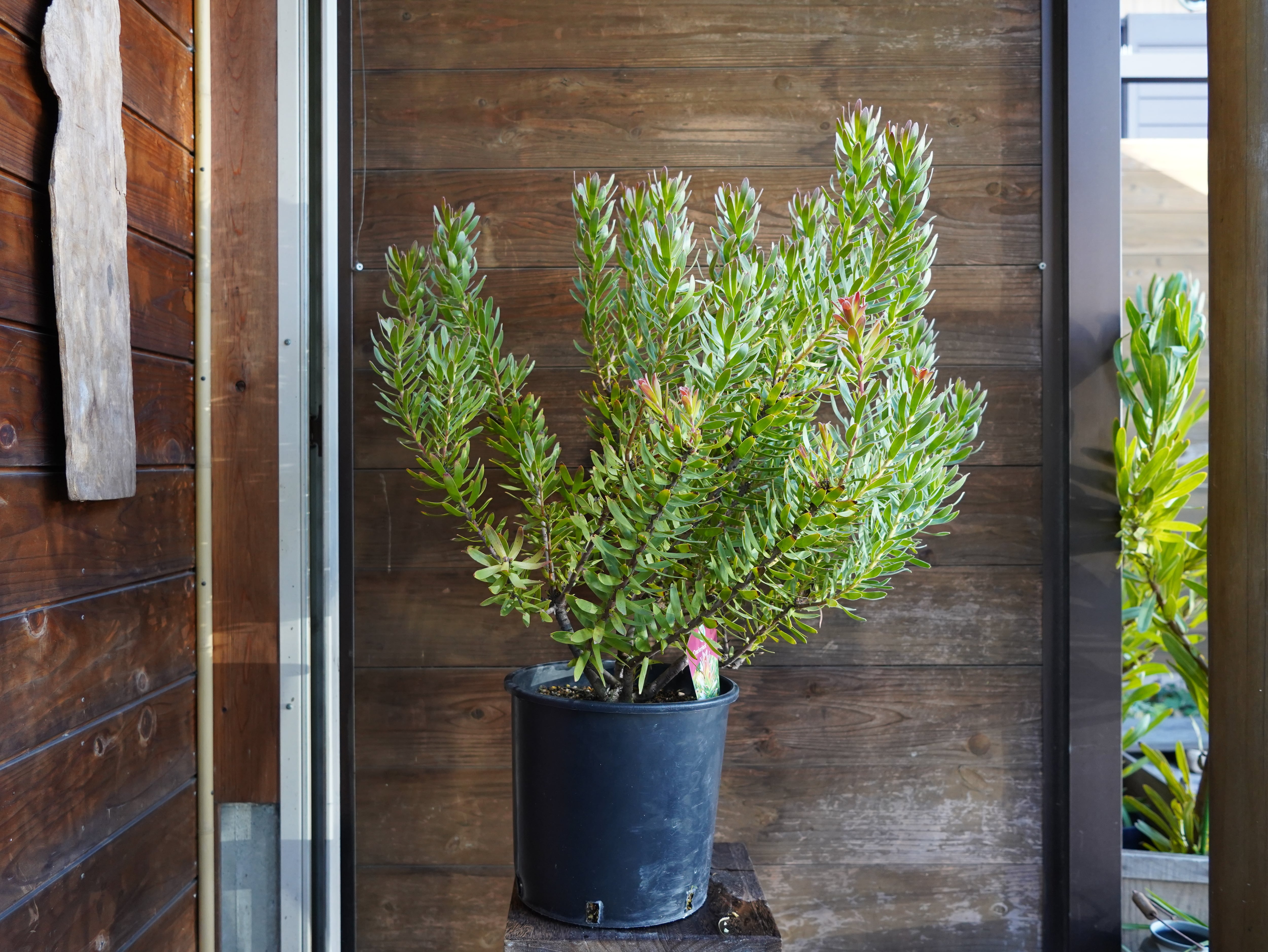 【現物】ミメテス　”クラッカージャックレッド”