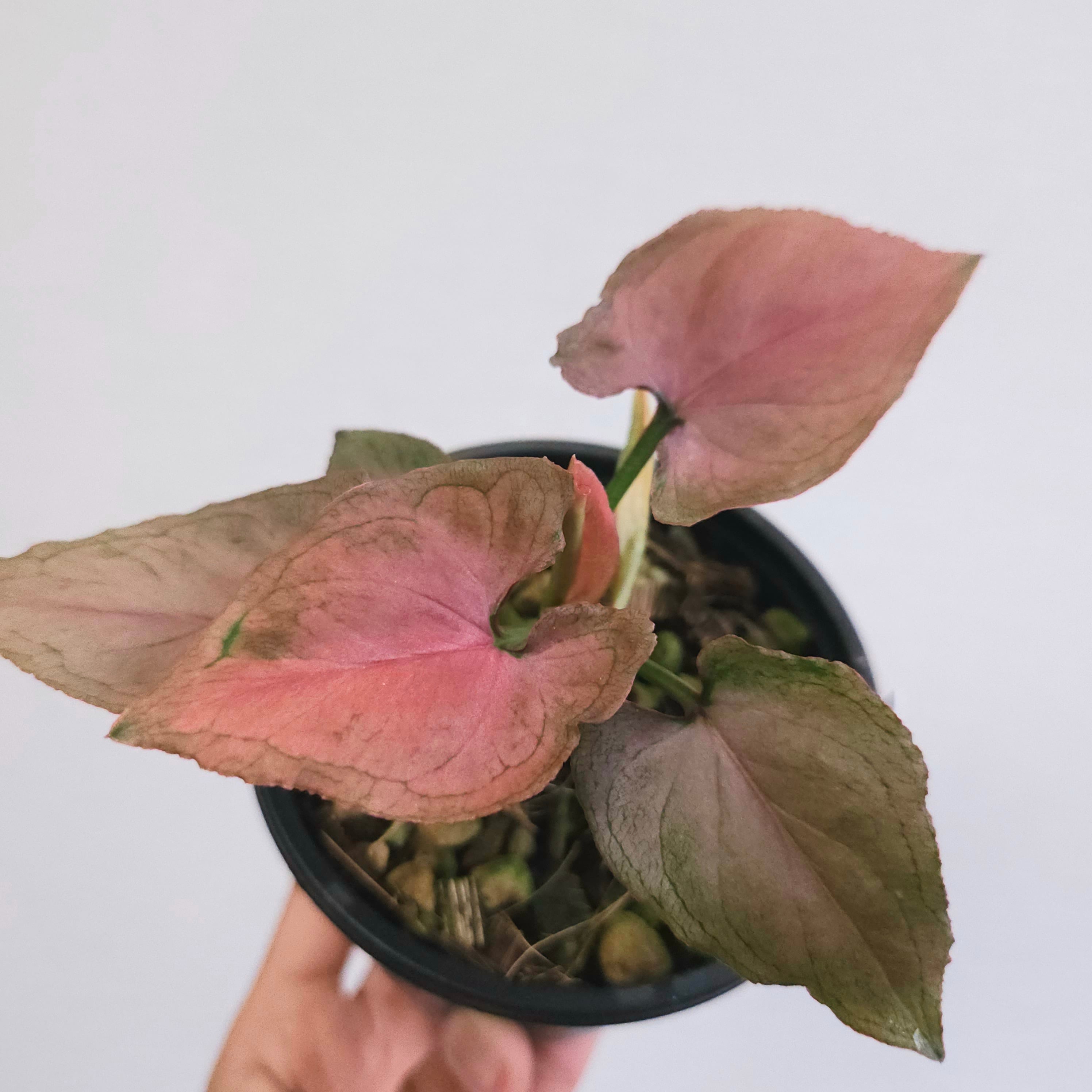 ①《シンゴニウム・ピンクパーフェクション》 Syngonium Pink
