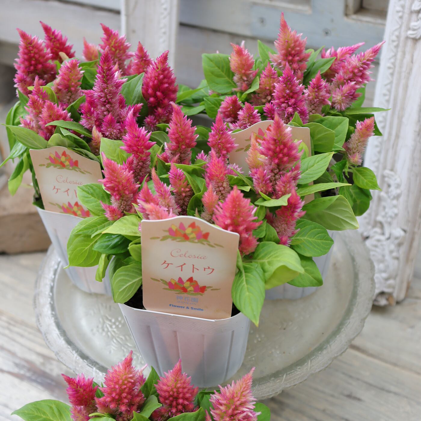 多肉植物 寄せ植え 紫と緑のグラデーション*8 多肉植物 寄せ植え 紫