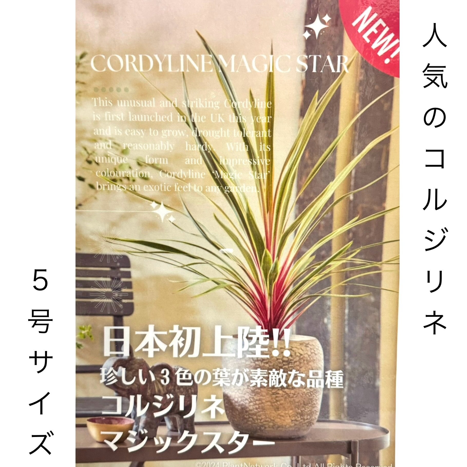 オージープランツ・ネイティブプランツ | Repos.RonroNs ~ルポ オージープランツ・ネイティブプランツ | Repos.RonroNs ~ルポ