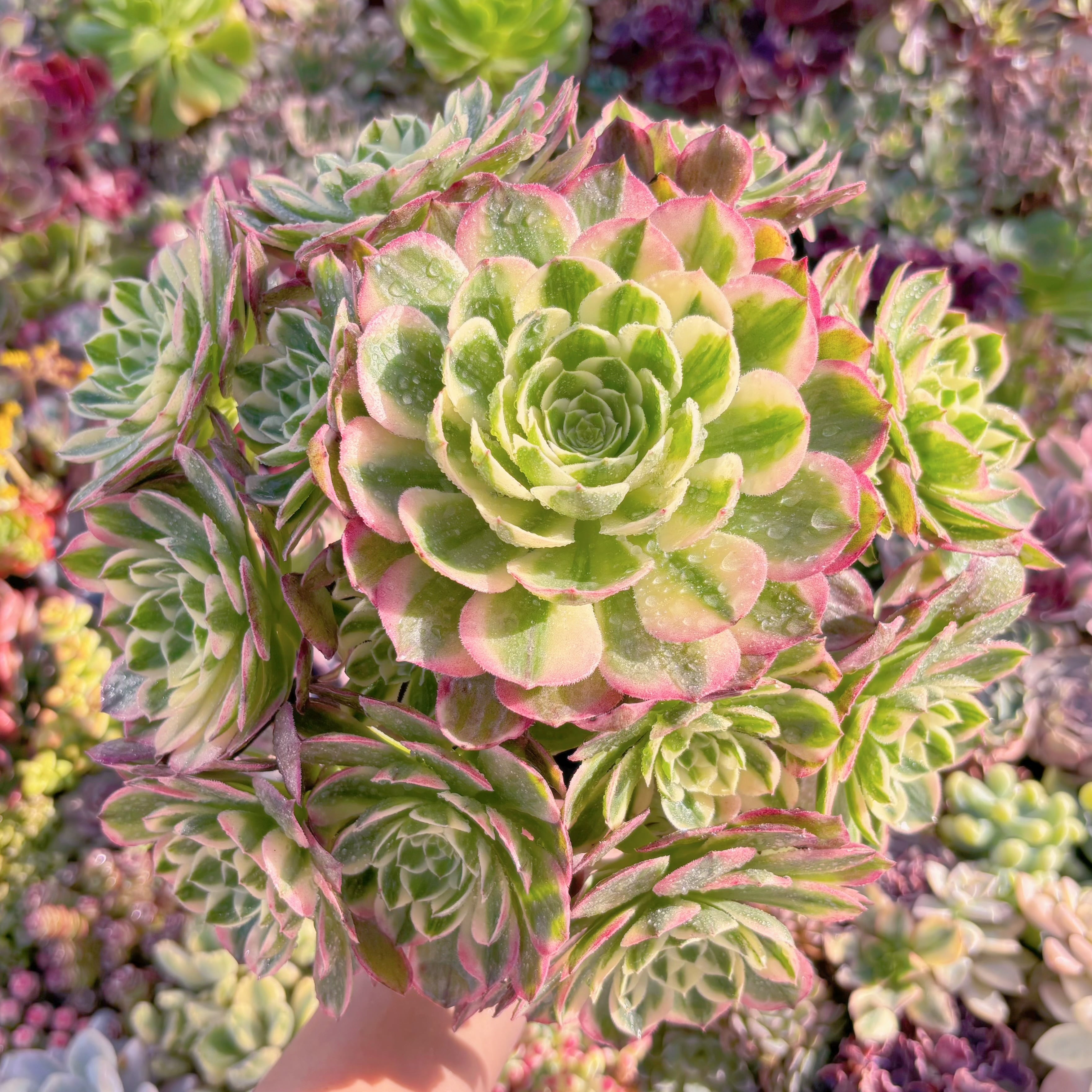 現品　玉姿#M023　特大群生　新入荷　るる農園