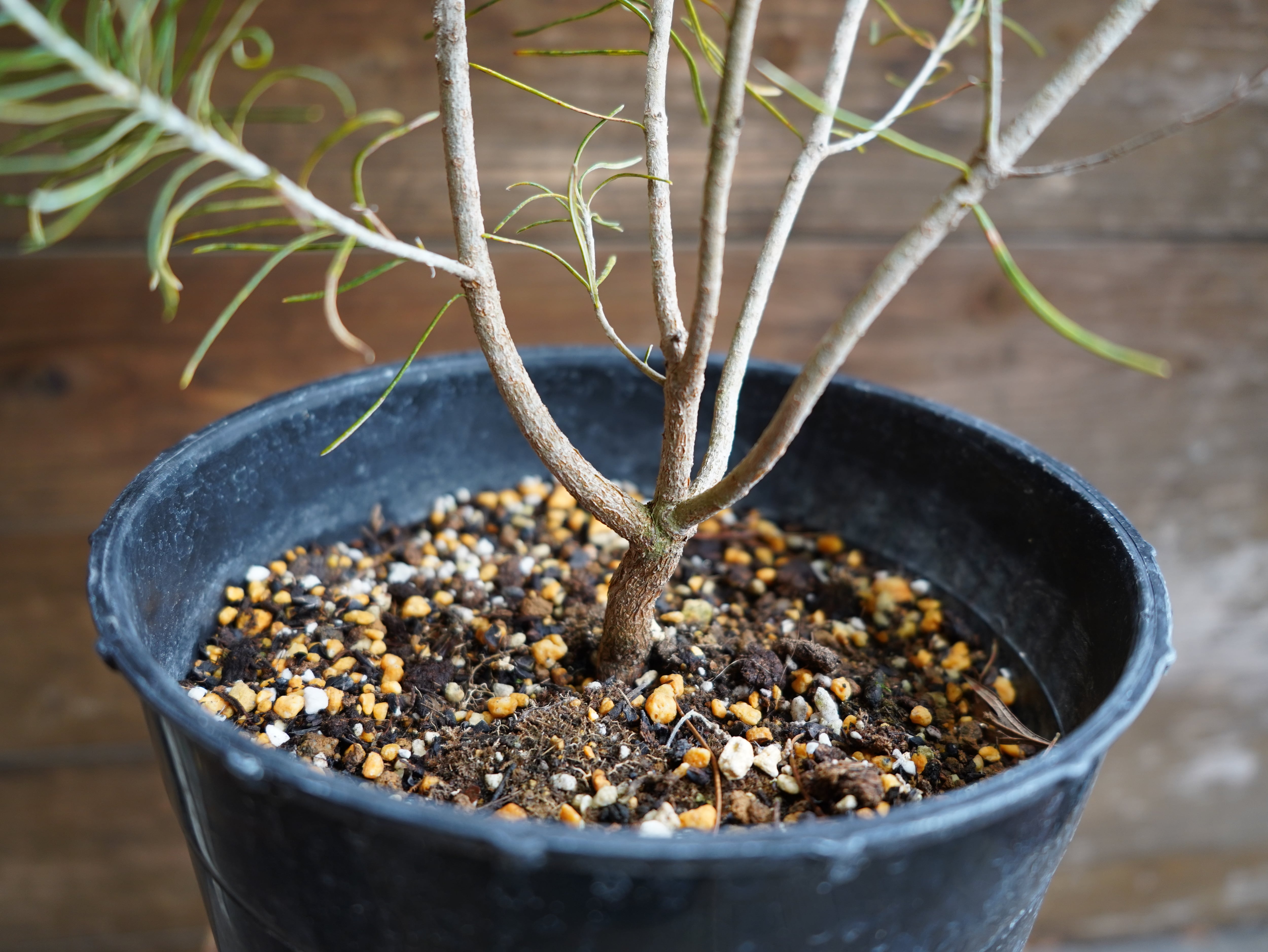 【現物】バンクシア　”レプトフィラ”　