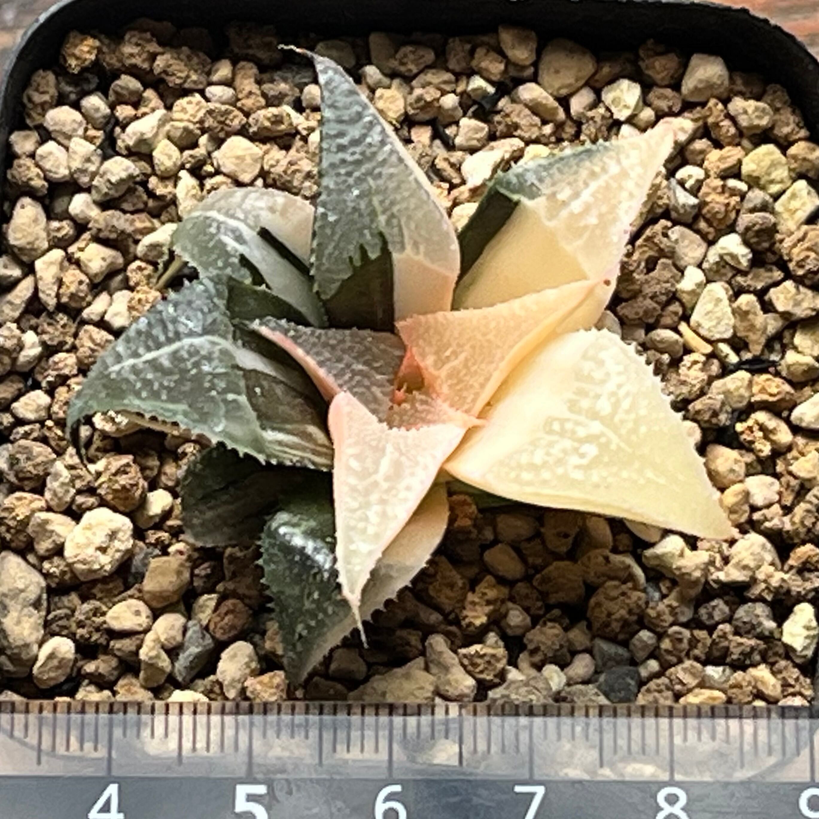 ハオルチア バディア 白鳳錦 | mocono_plants