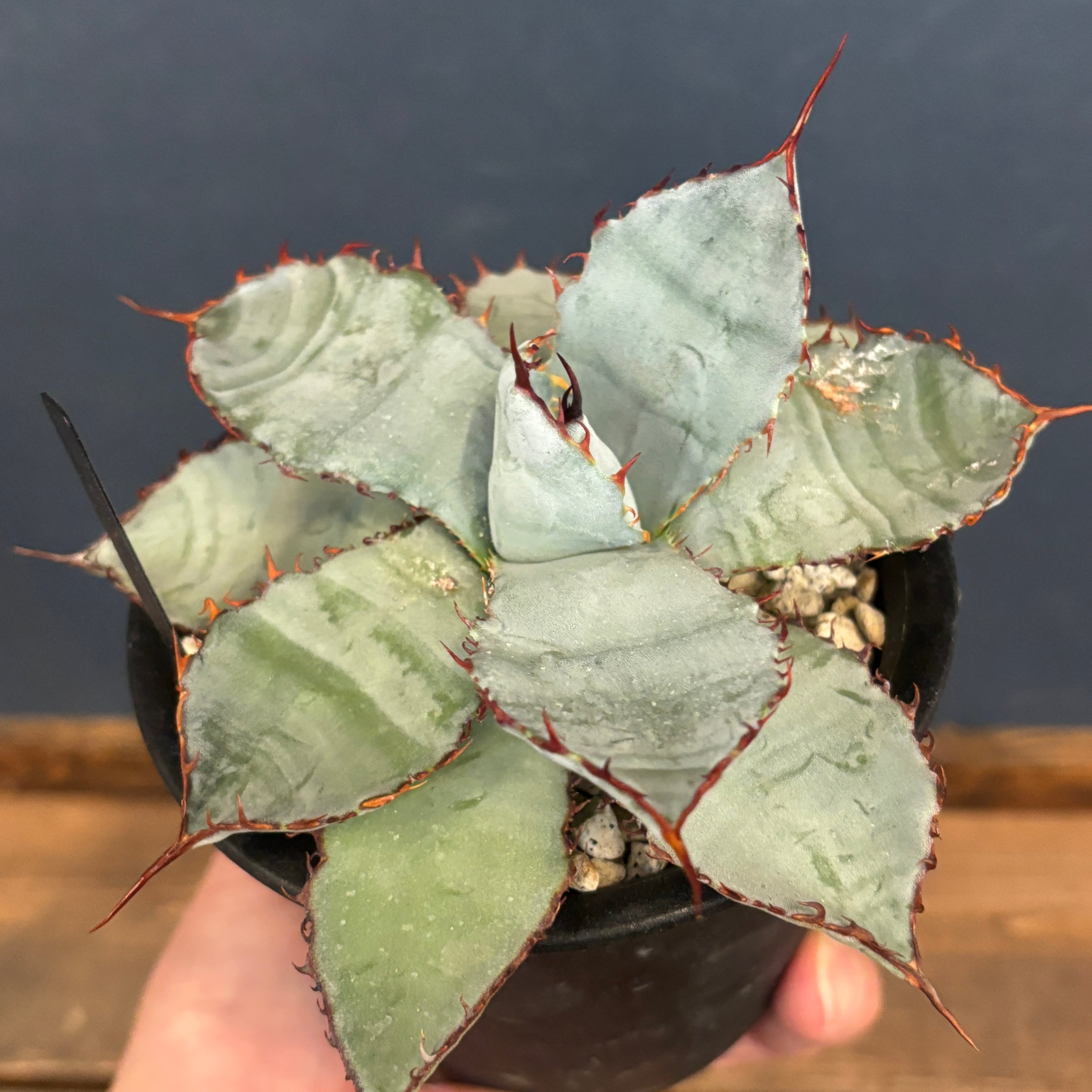 アガベ グアダラハラナ レオン【505】 | PROTOLEAF プロトリーフ