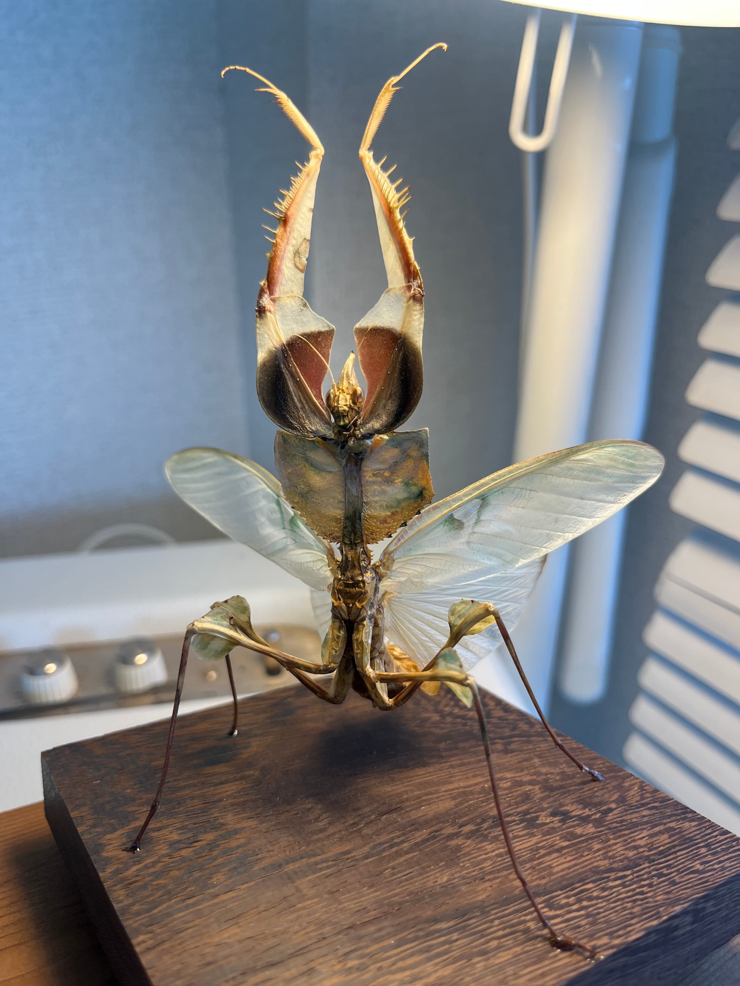 【未展足ペア】クワガタキリギリス 化け物キリギリス 昆虫標本 ウェタ バッタ 極美展足】クワガタキリギリス 化け物キリギリス 昆虫標本 ウェタ