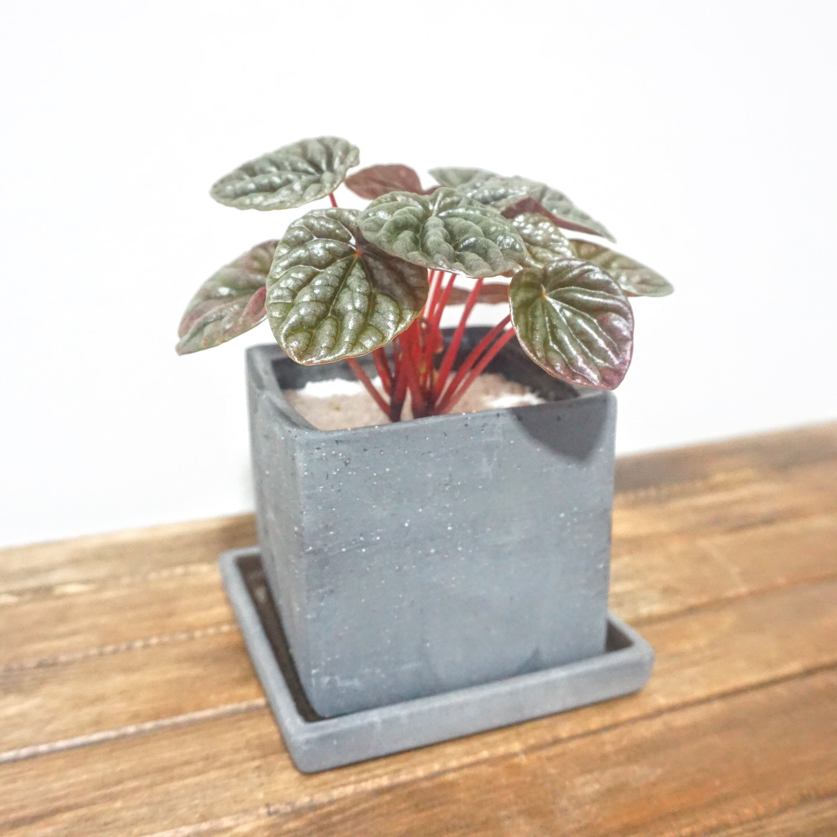 ペペロミア 観葉植物 Plants Link