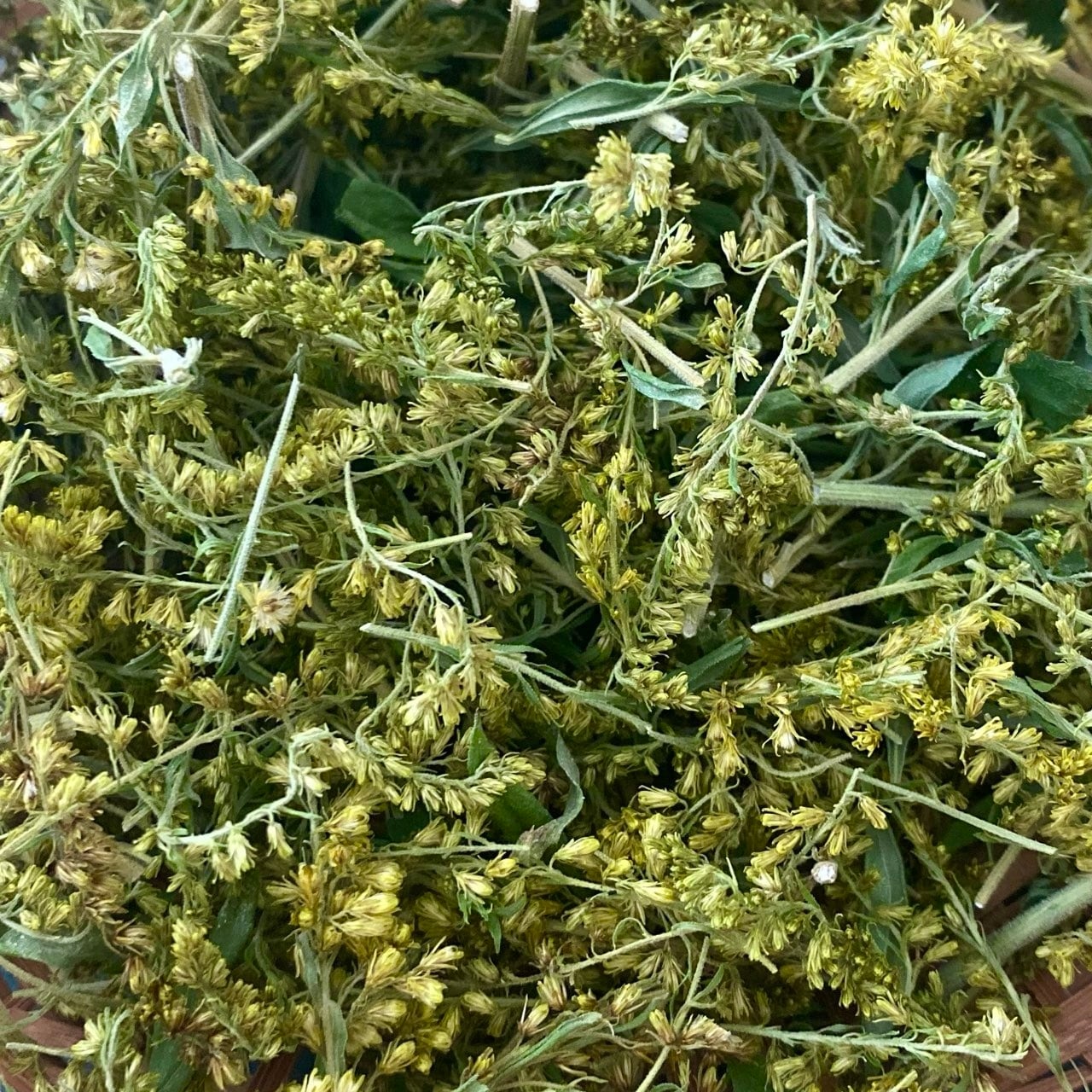 無農薬セイタカアワダチソウ茶 | 松田香草のハーブのお店