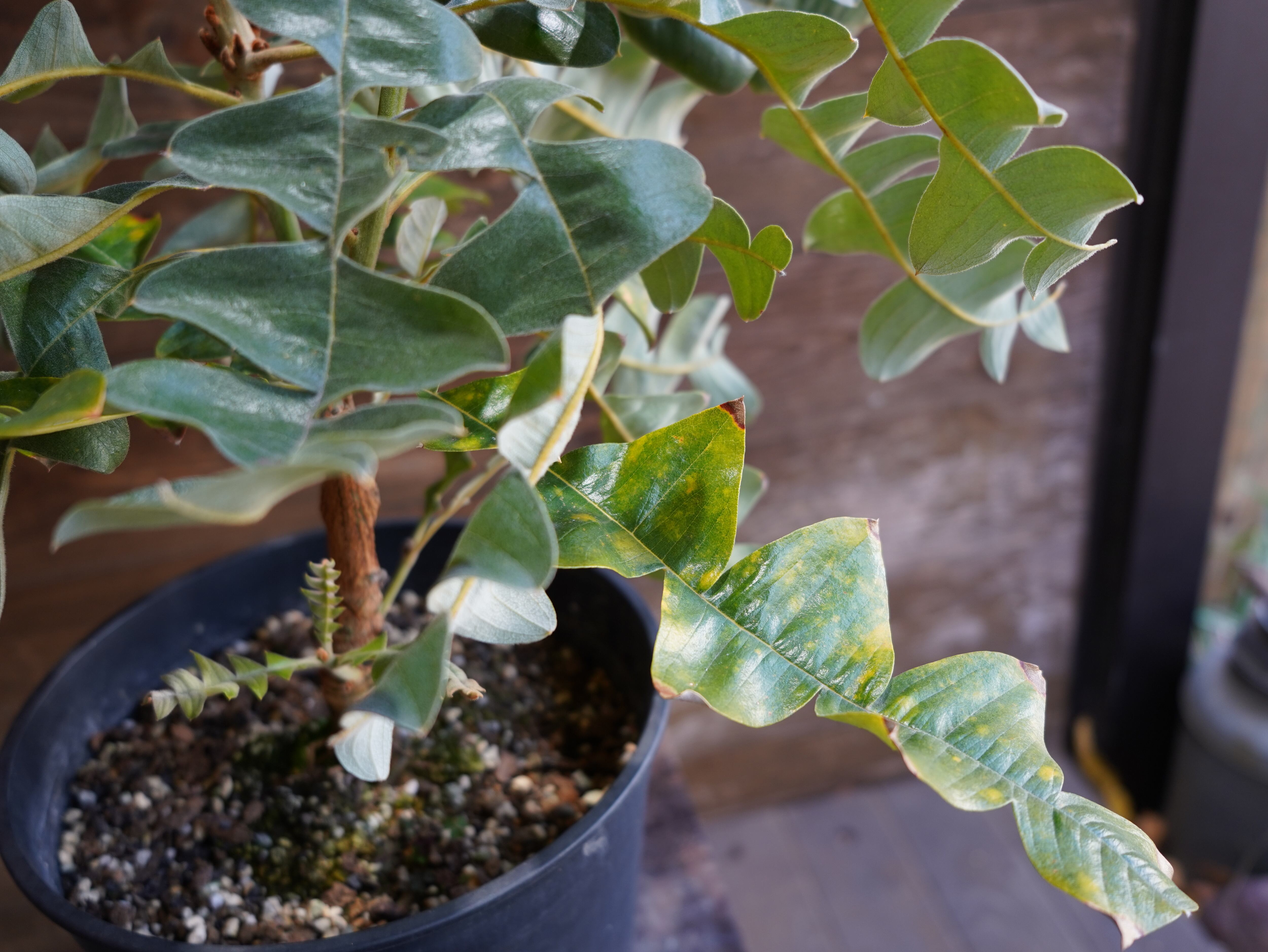 【現物】バンクシア　”グランディス”