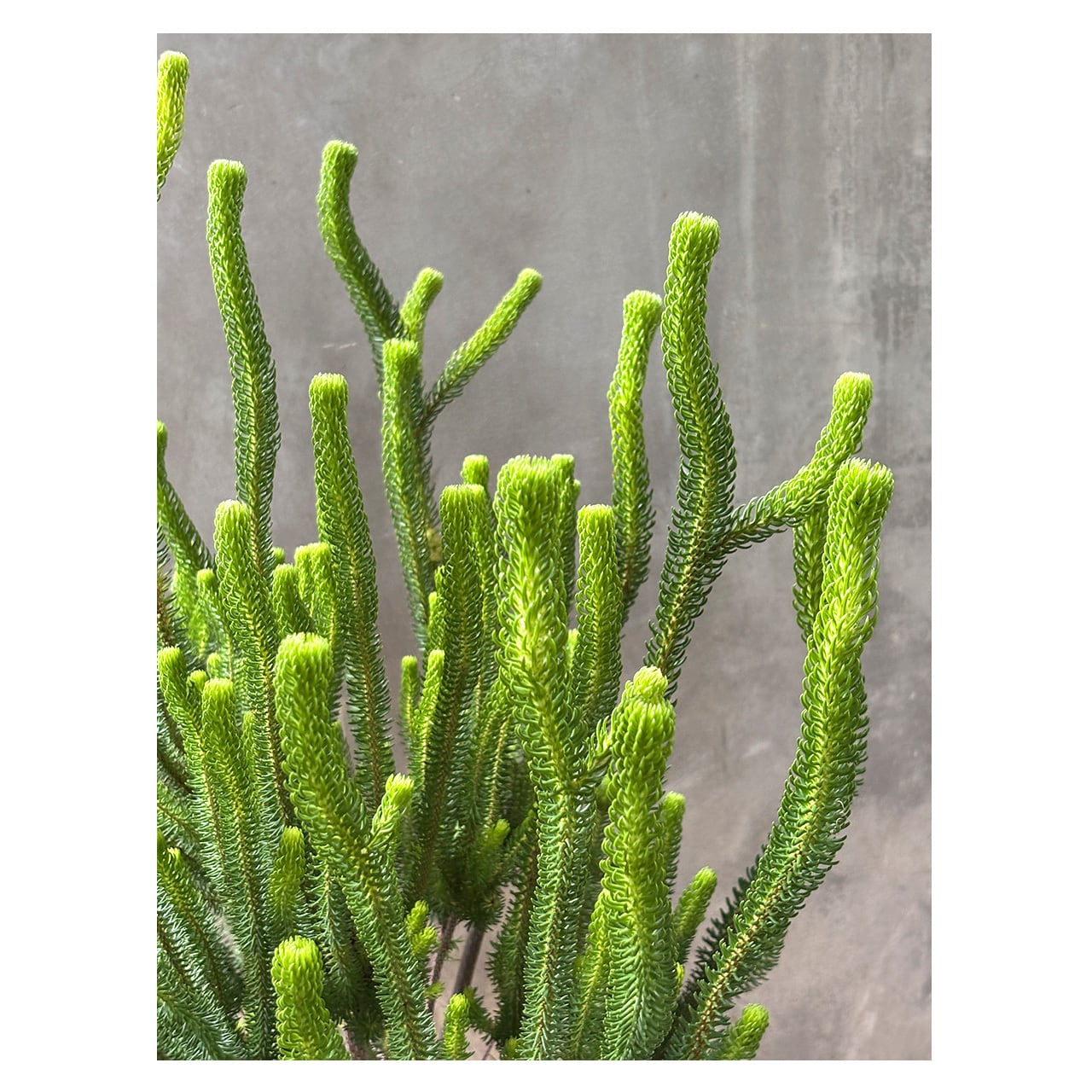 Erica sessiliflora | Seeding
