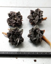一部発根済カット苗 ハオルチア ブルーダイヤモンド M Haworthia 'Blue Diamond'