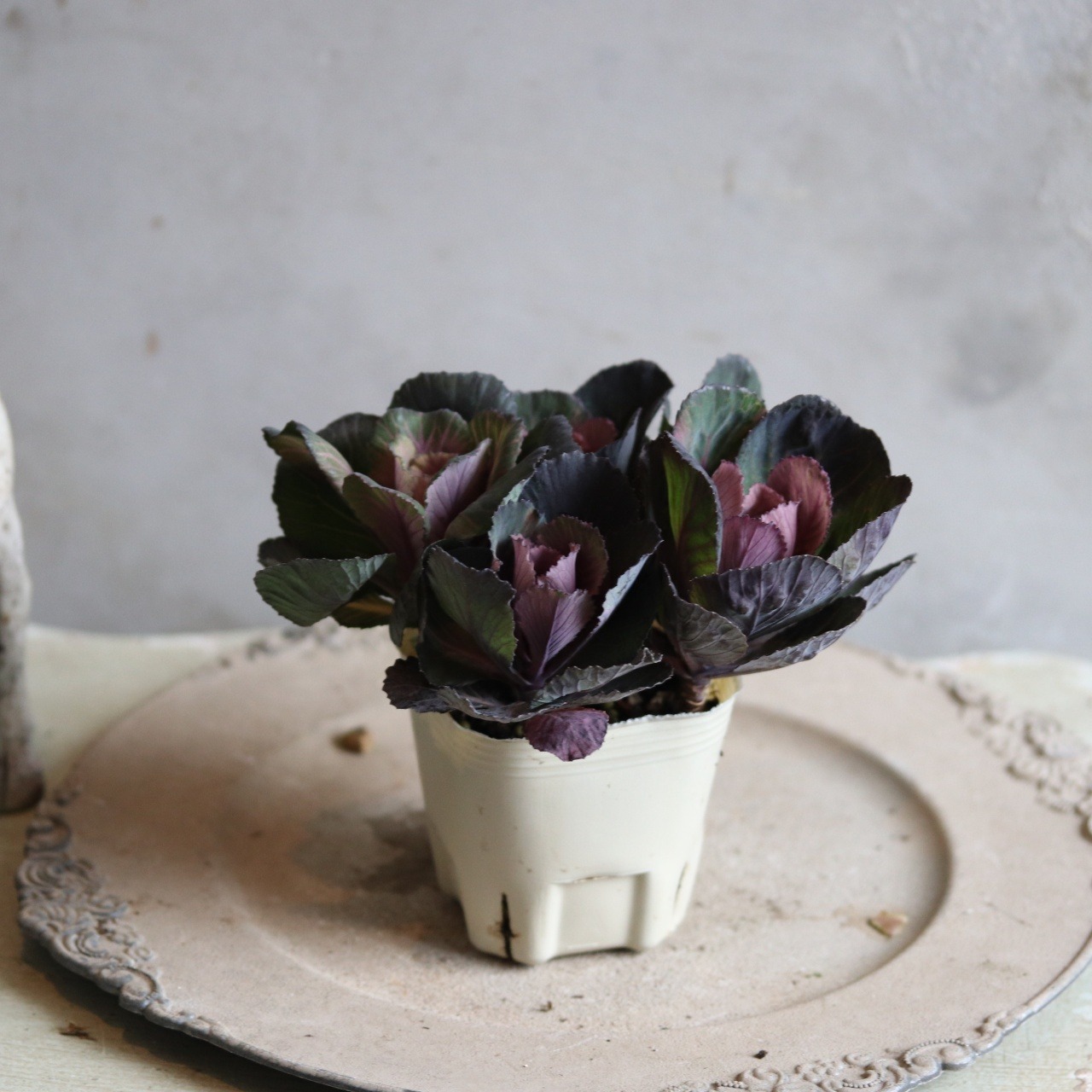 ハボタン萌花セッション　ショコラ　お正月　寄せ植え　縁起のいいもの　可愛いハボタン