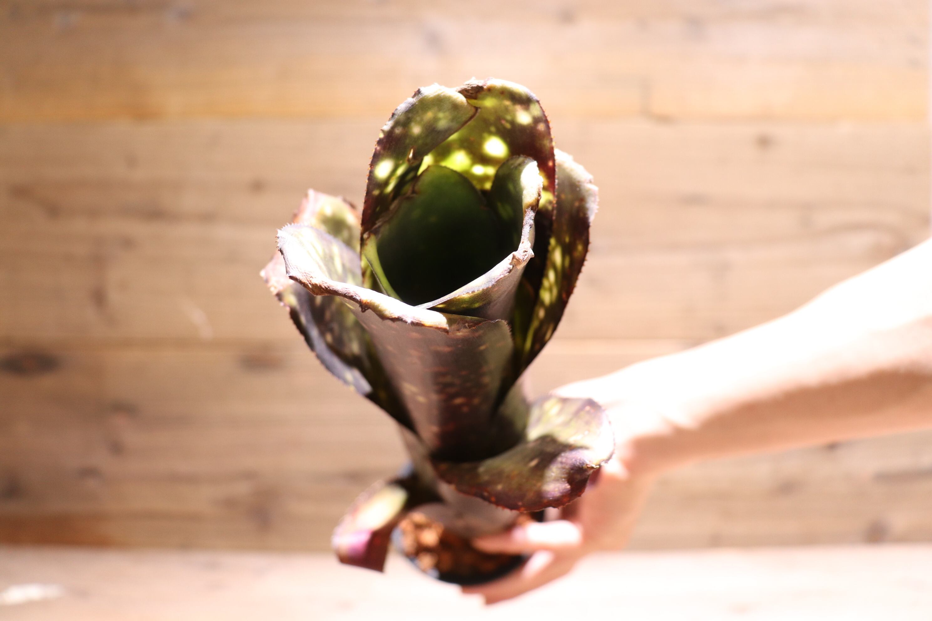 送料無料】Billbergia 'El Zorro'〔ビルベルギア〕現品発送B0057