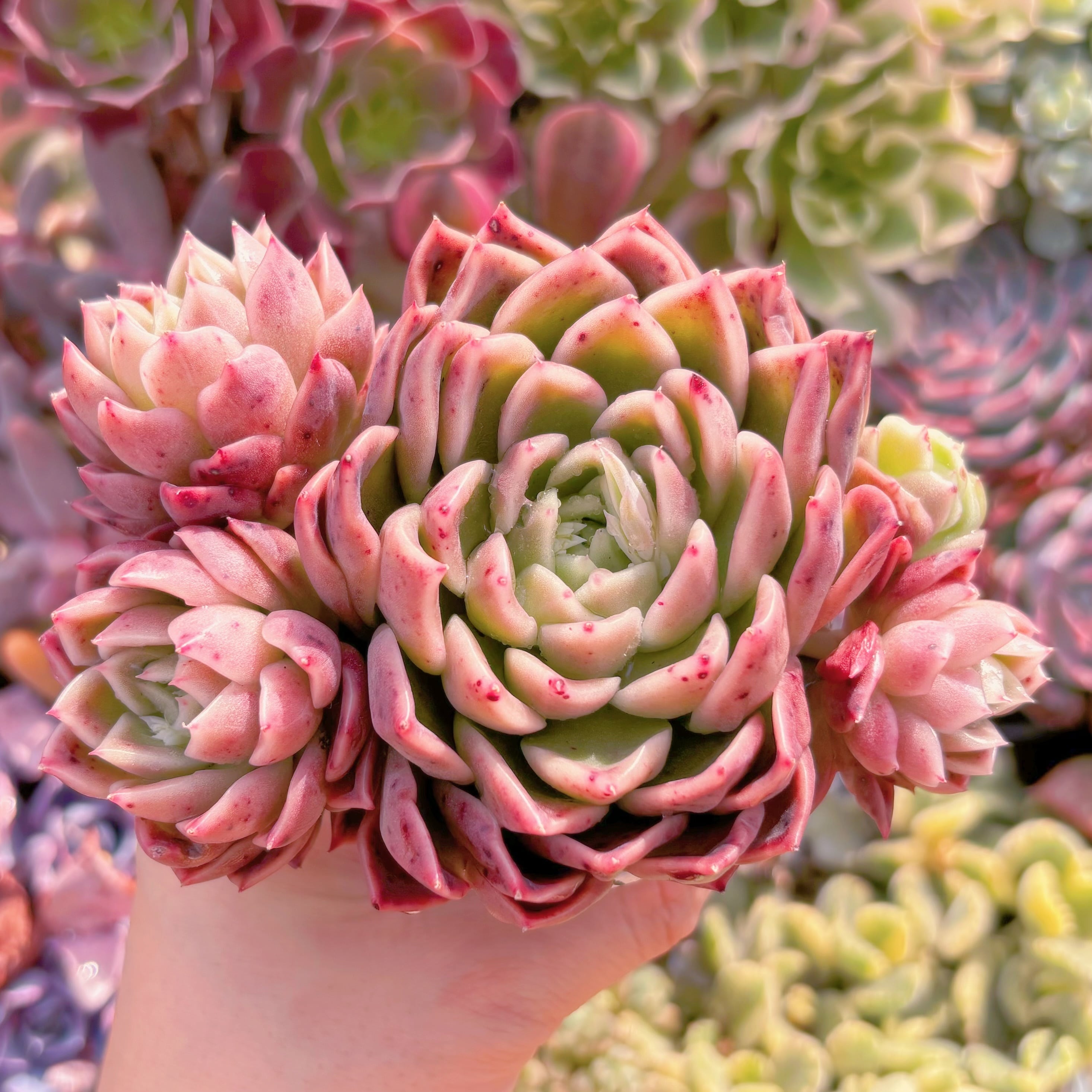 多肉植物　ピンクシャニ　大群生　新入荷　るる農園